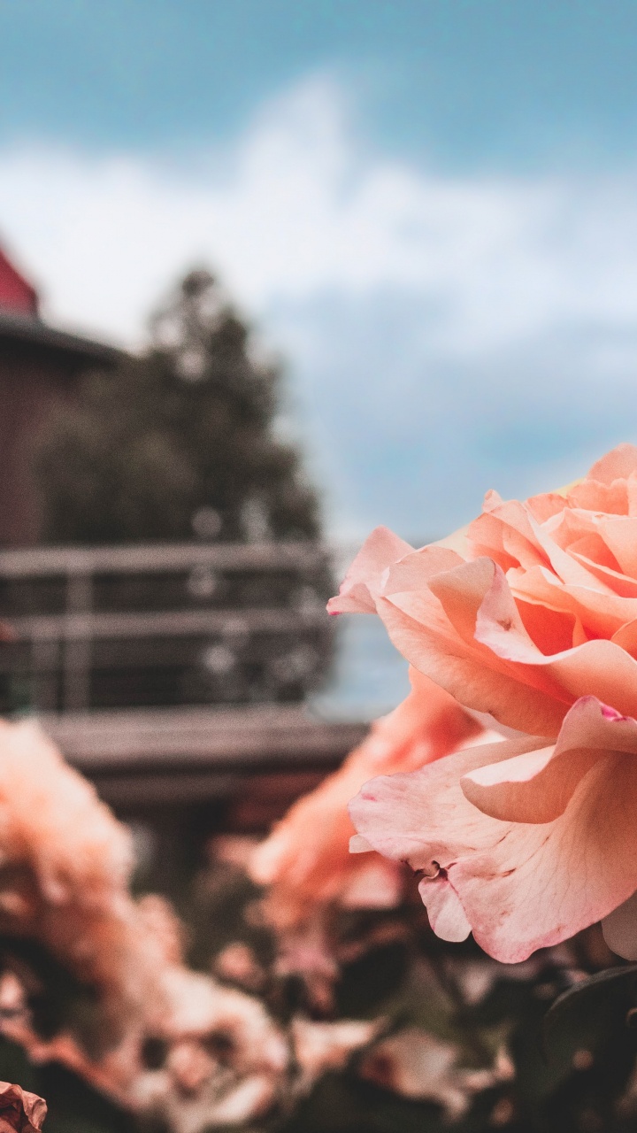 Pink Flower in Tilt Shift Lens. Wallpaper in 720x1280 Resolution