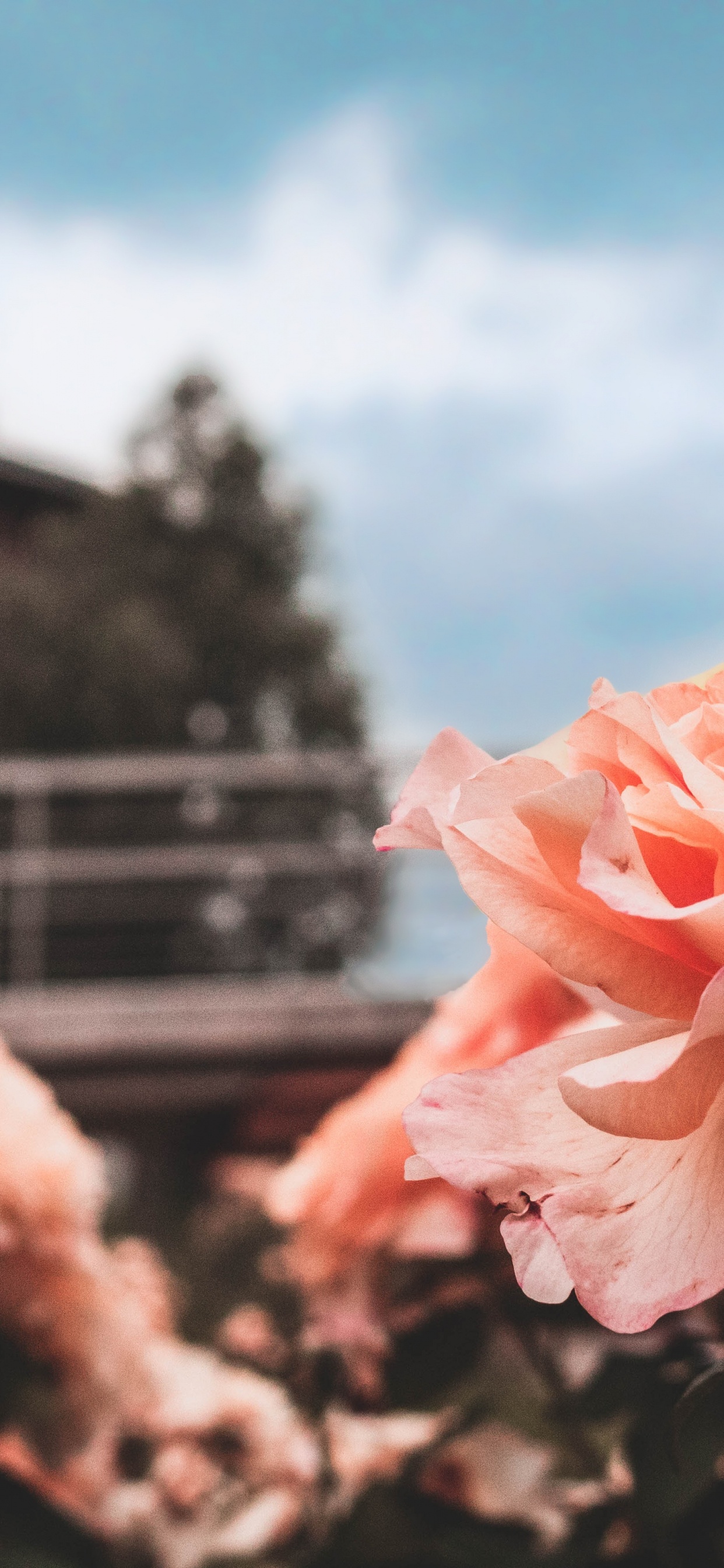 Rosa Blume in Tilt-Shift-Linse. Wallpaper in 1242x2688 Resolution