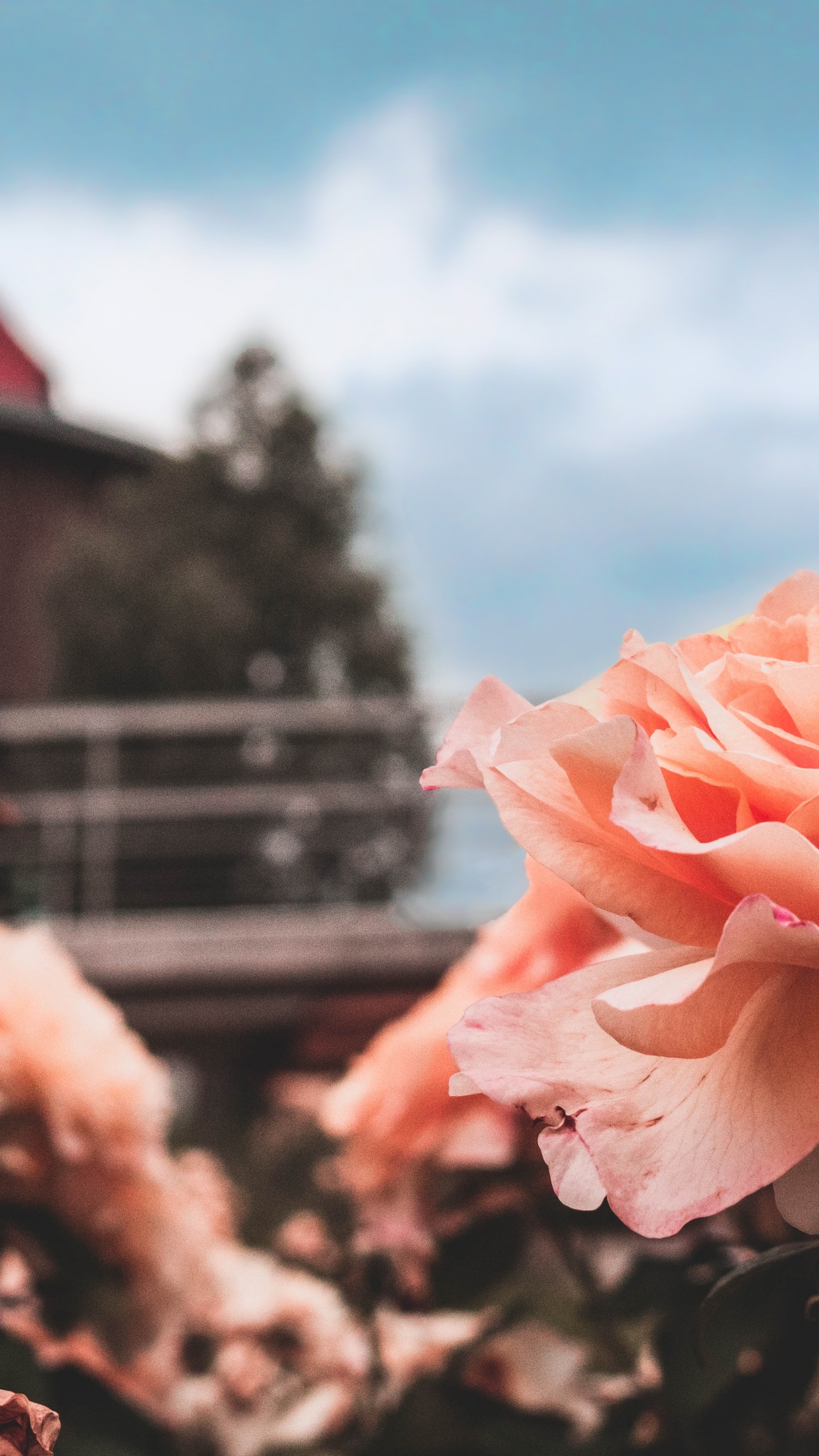 天空, 弹簧, 玫瑰家庭, 玫瑰花园, 工厂 壁纸 1440x2560 允许