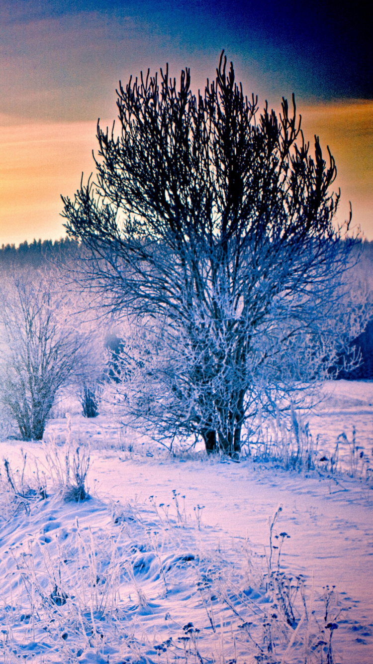 Schneebedecktes Feld Bei Sonnenuntergang. Wallpaper in 750x1334 Resolution