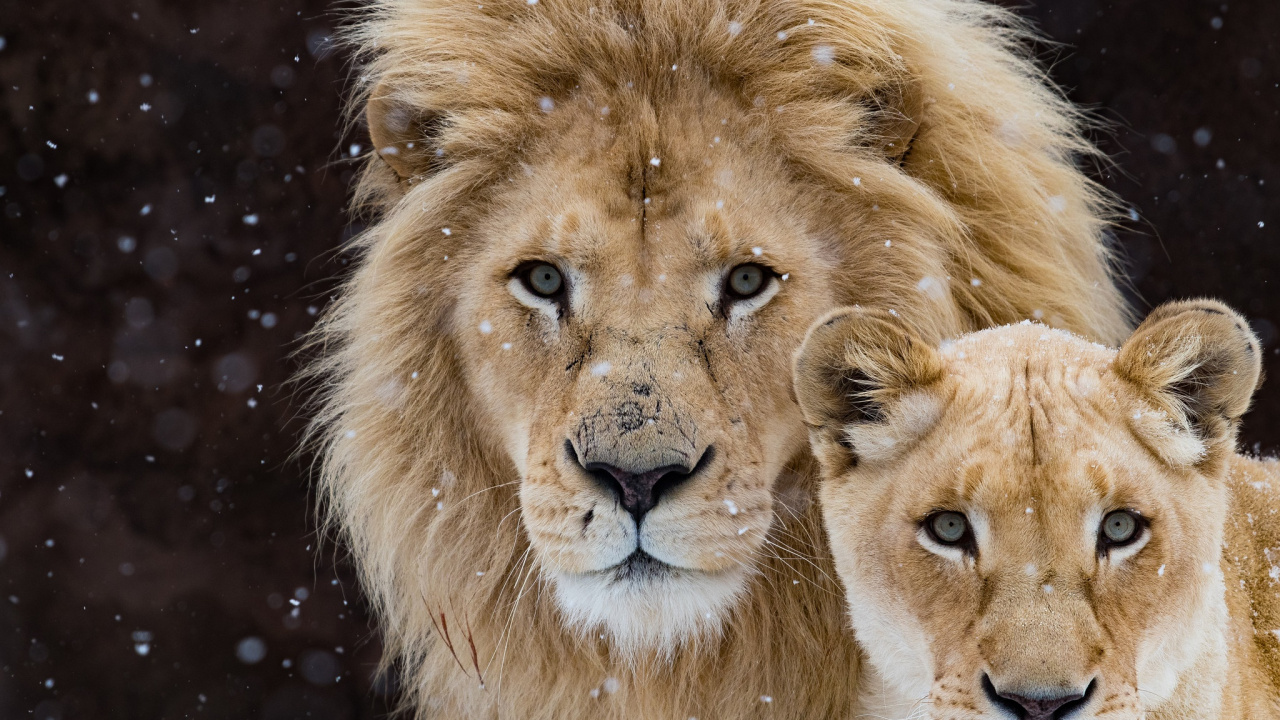 Brown Lion in Close up Photography. Wallpaper in 1280x720 Resolution
