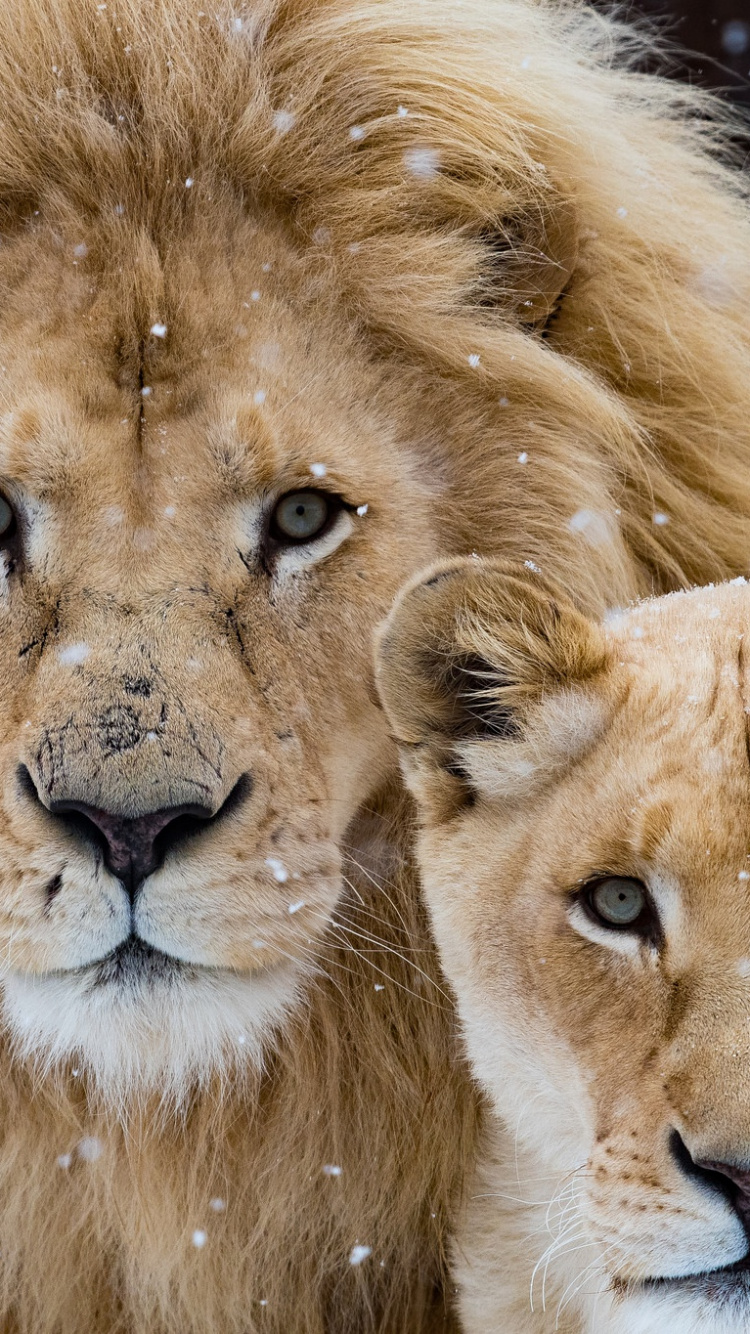 Brown Lion in Close up Photography. Wallpaper in 750x1334 Resolution