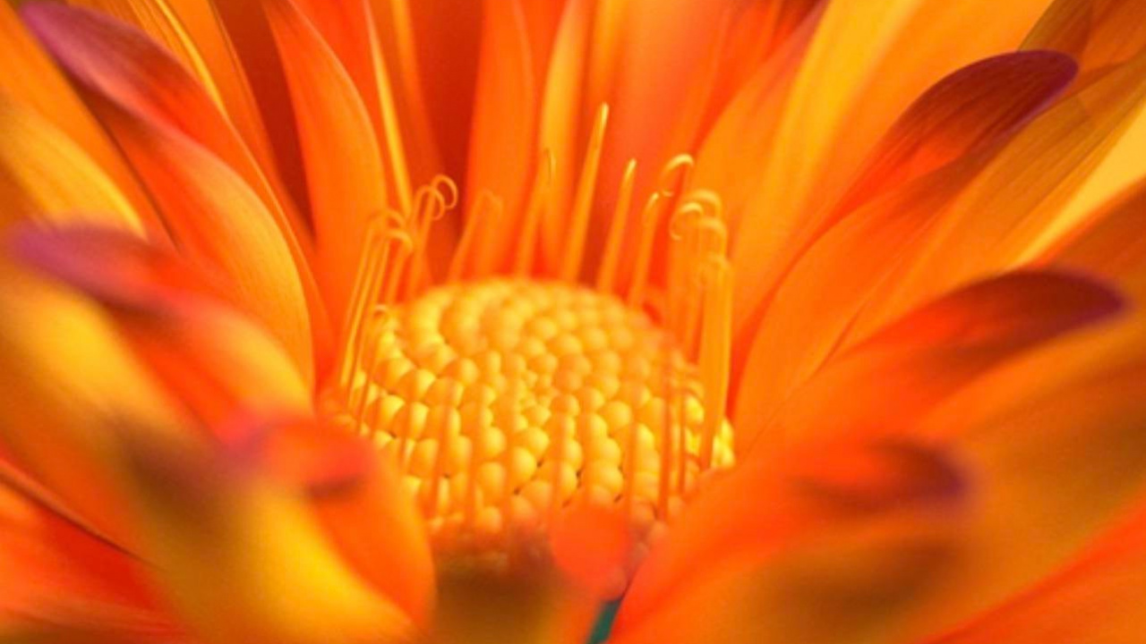 Flower, Alive, Vivo, Orange, IPS Panel. Wallpaper in 1280x720 Resolution