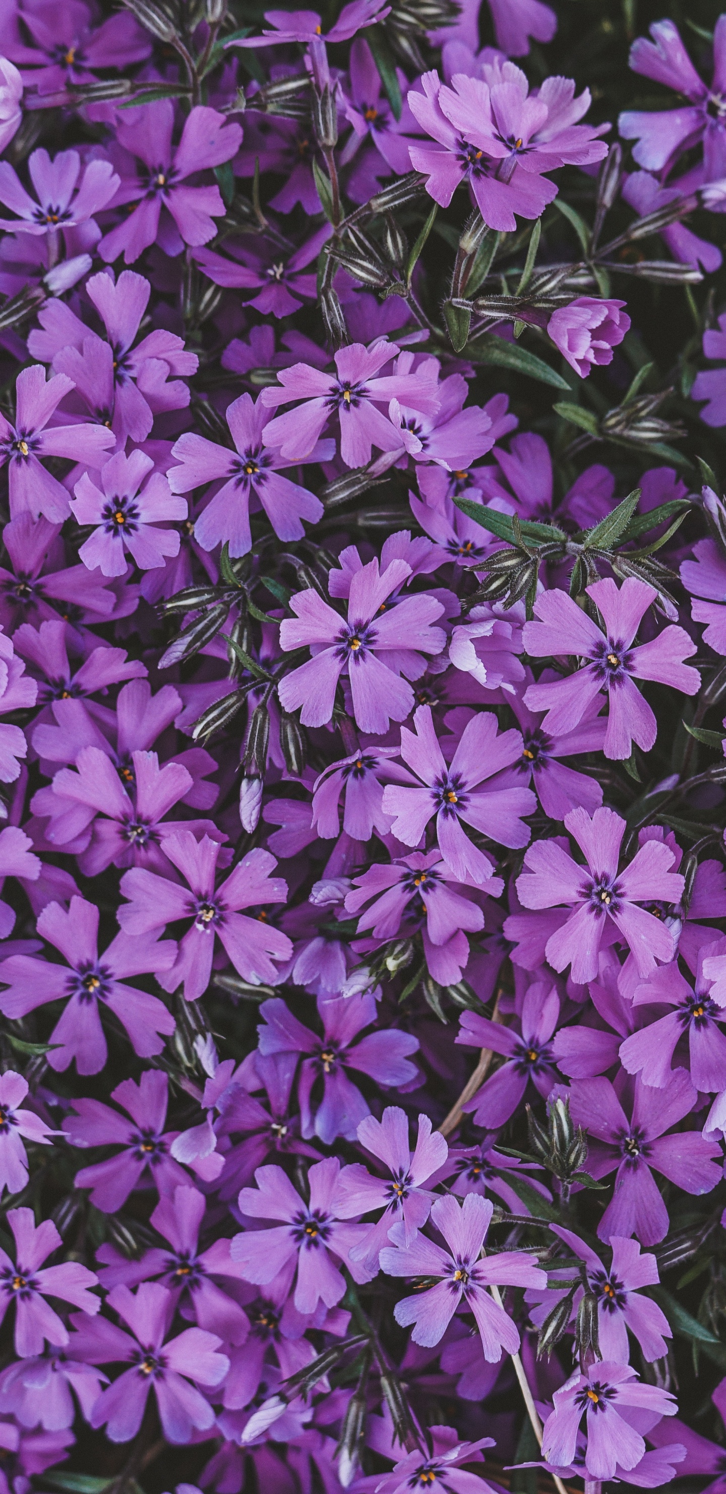 Purple Flowers With Green Leaves. Wallpaper in 1440x2960 Resolution