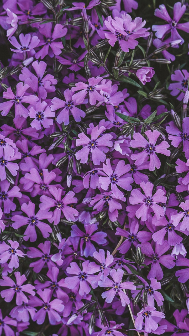 Purple Flowers With Green Leaves. Wallpaper in 720x1280 Resolution