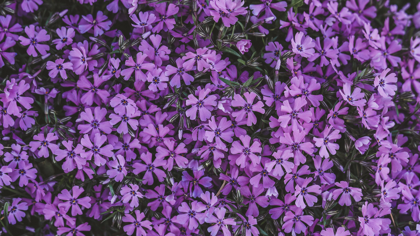 Lila Blüten Mit Grünen Blättern. Wallpaper in 1366x768 Resolution