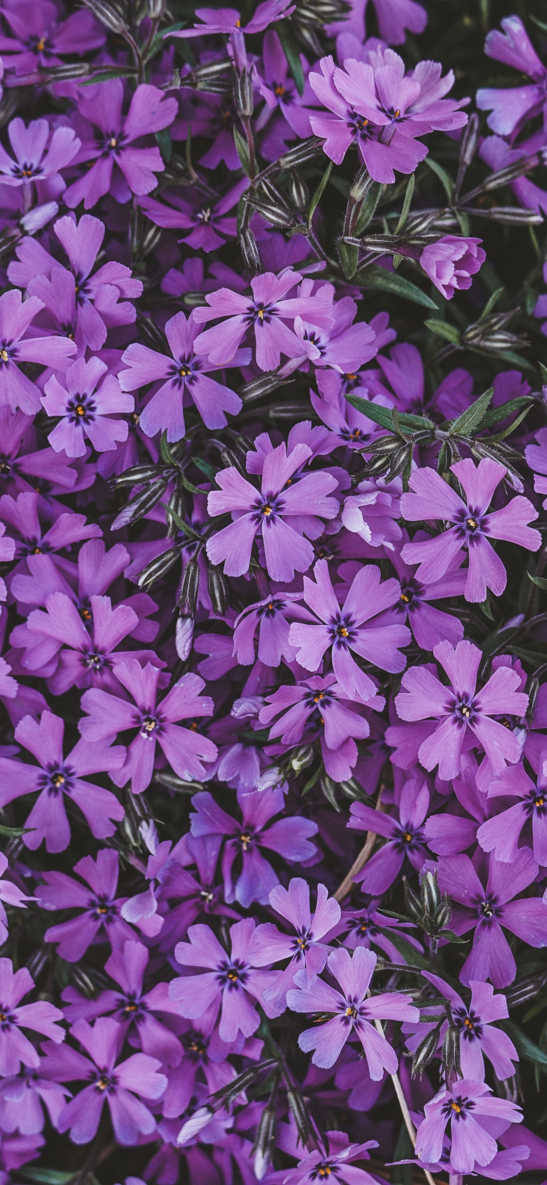 Fleurs Violettes Avec Des Feuilles Vertes. Wallpaper in 1125x2436 Resolution