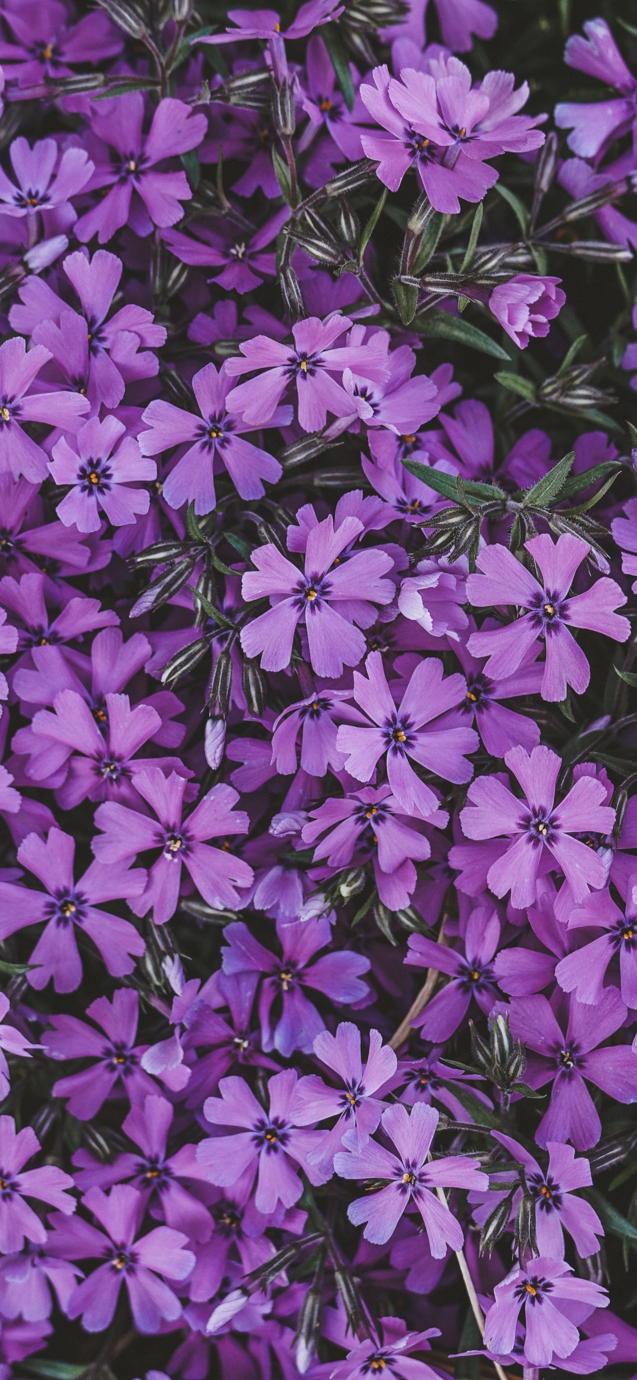 Flores Moradas Con Hojas Verdes. Wallpaper in 1242x2688 Resolution