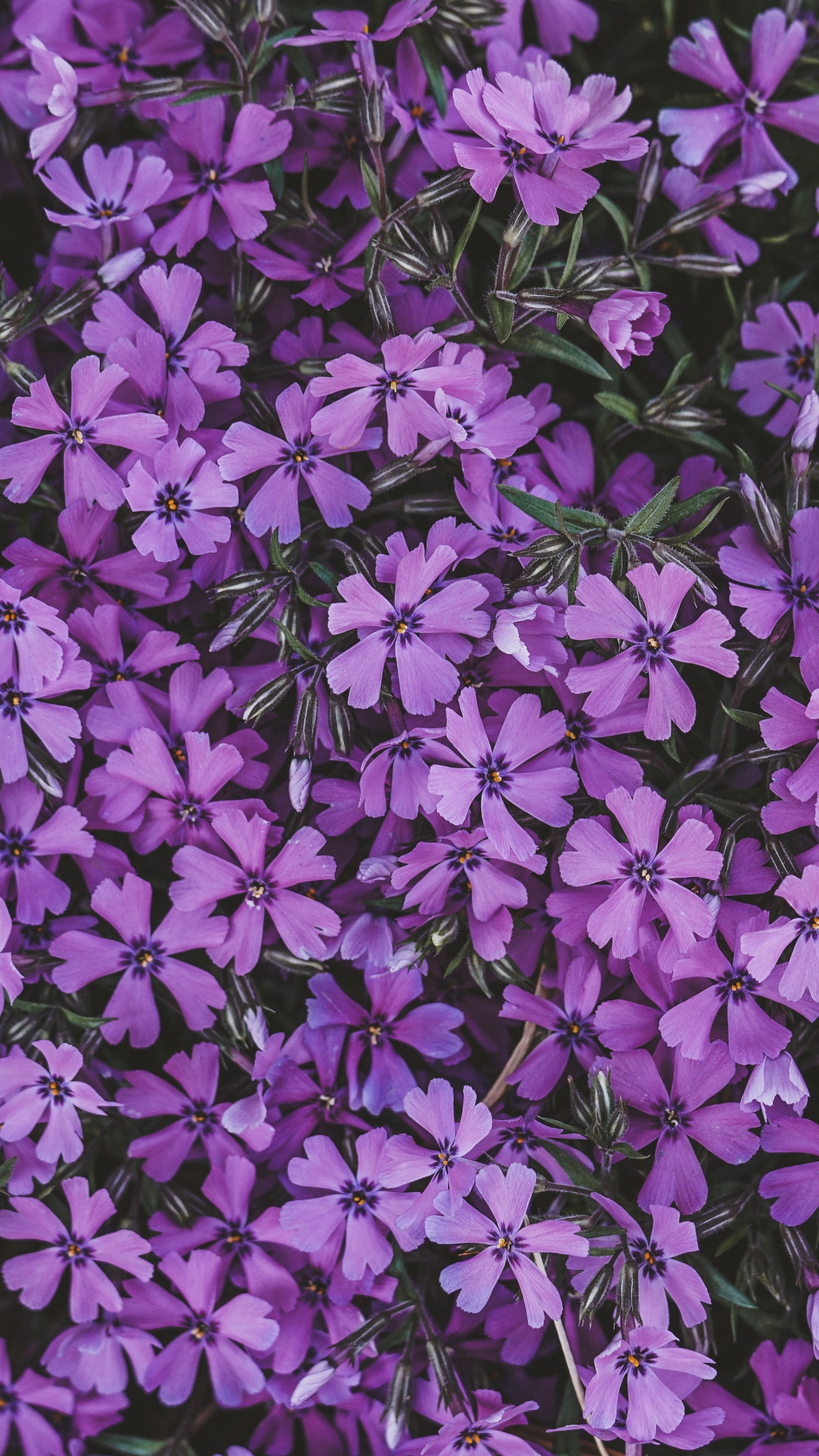 Flores Moradas Con Hojas Verdes. Wallpaper in 1440x2560 Resolution