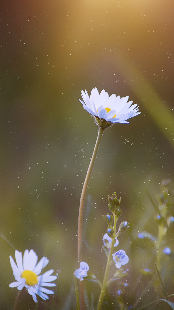 Weißes Gänseblümchen Blüht Tagsüber. Wallpaper in 720x1280 Resolution