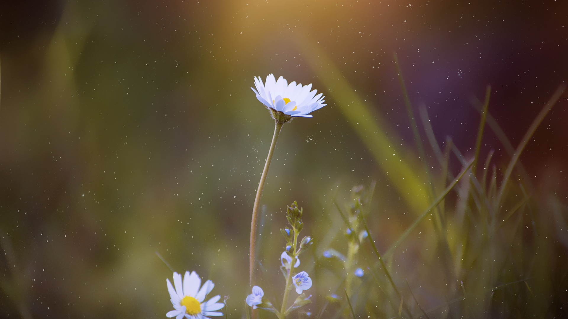 Marguerite Blanche en Fleurs Pendant la Journée. Wallpaper in 1920x1080 Resolution