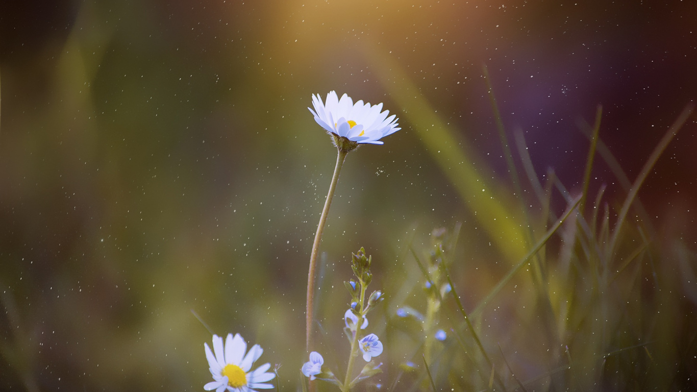 White Daisy in Bloom During Daytime. Wallpaper in 1366x768 Resolution