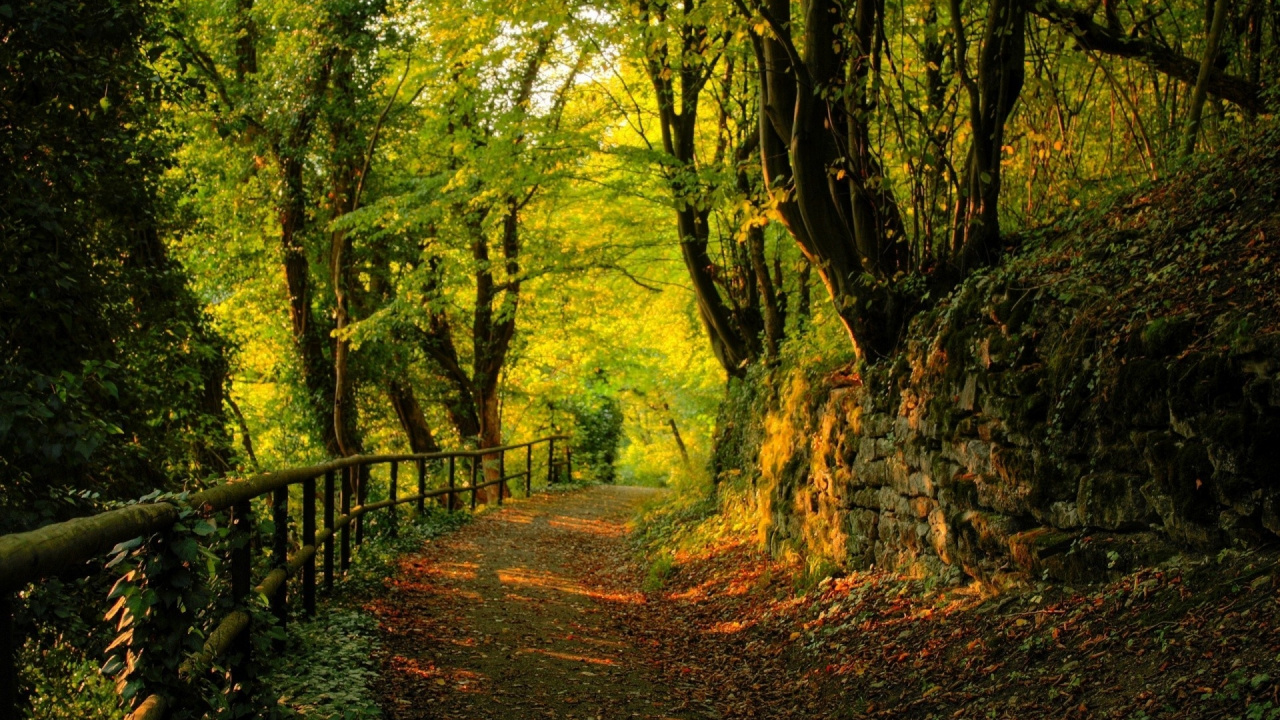 Brown Wooden Bridge in Forest During Daytime. Wallpaper in 1280x720 Resolution