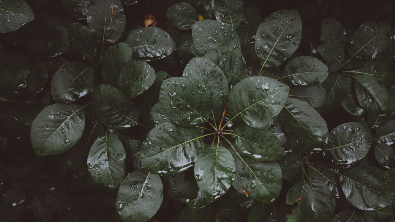 Feuilles Vertes Avec Des Gouttelettes D'eau. Wallpaper in 1280x720 Resolution