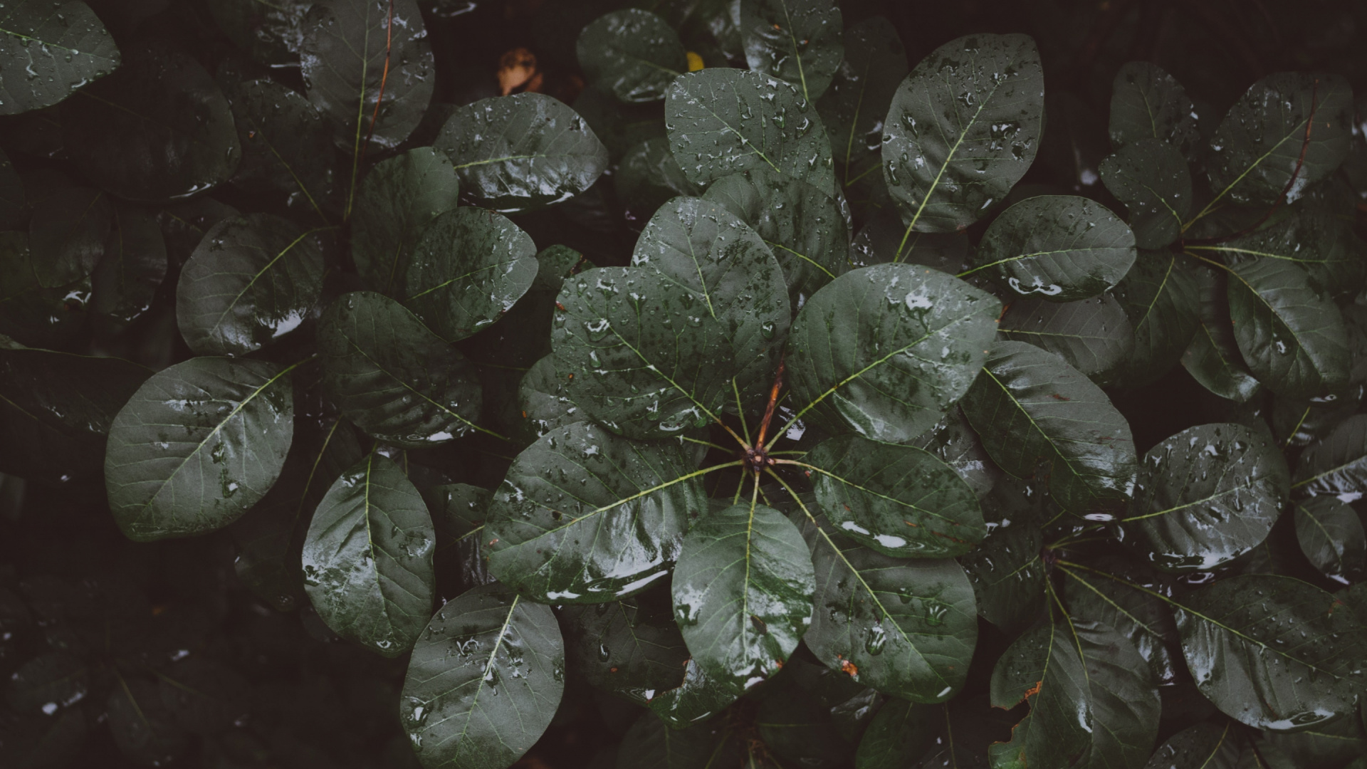 Green Leaves With Water Droplets. Wallpaper in 1920x1080 Resolution