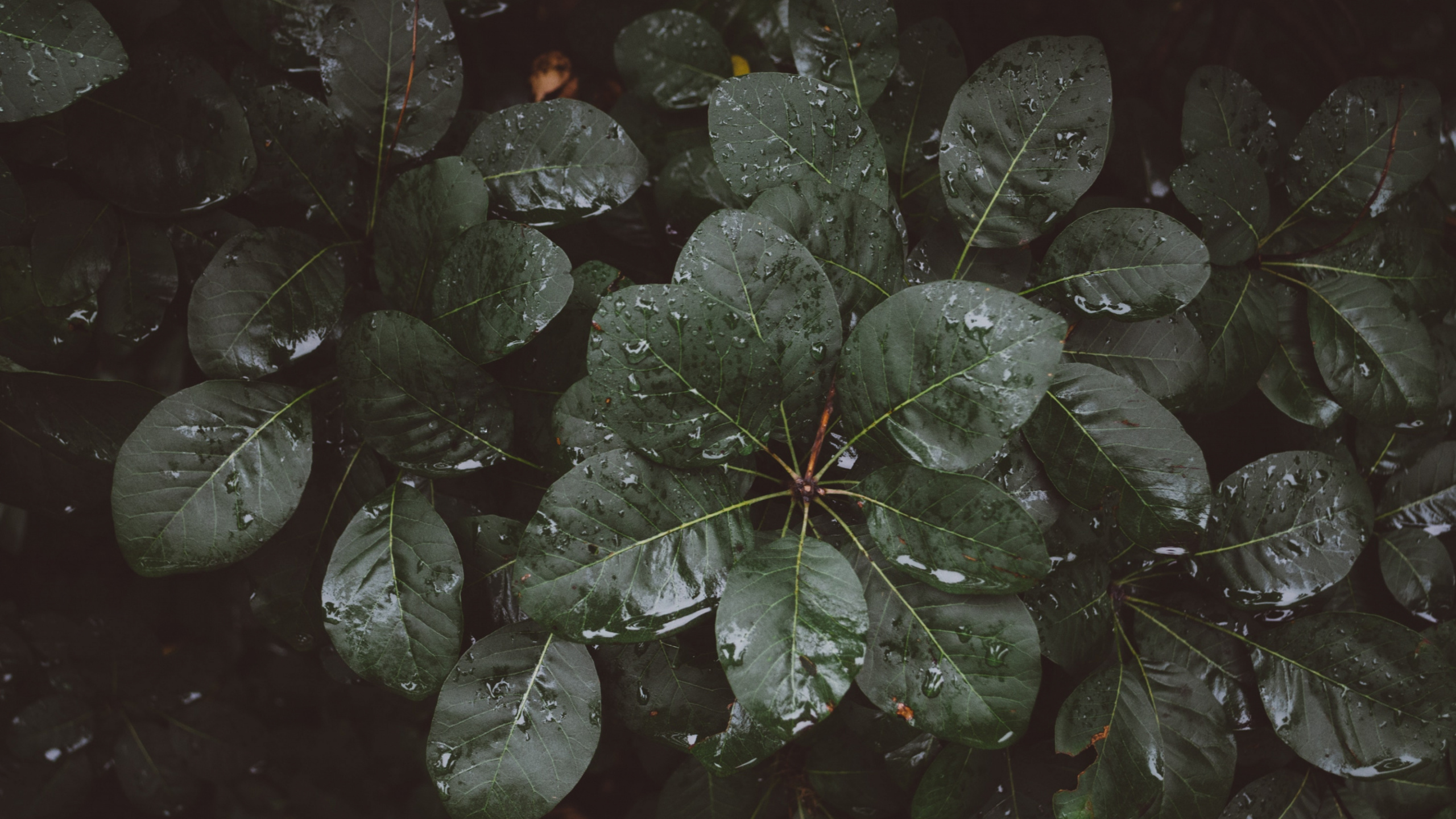 Green Leaves With Water Droplets. Wallpaper in 2560x1440 Resolution