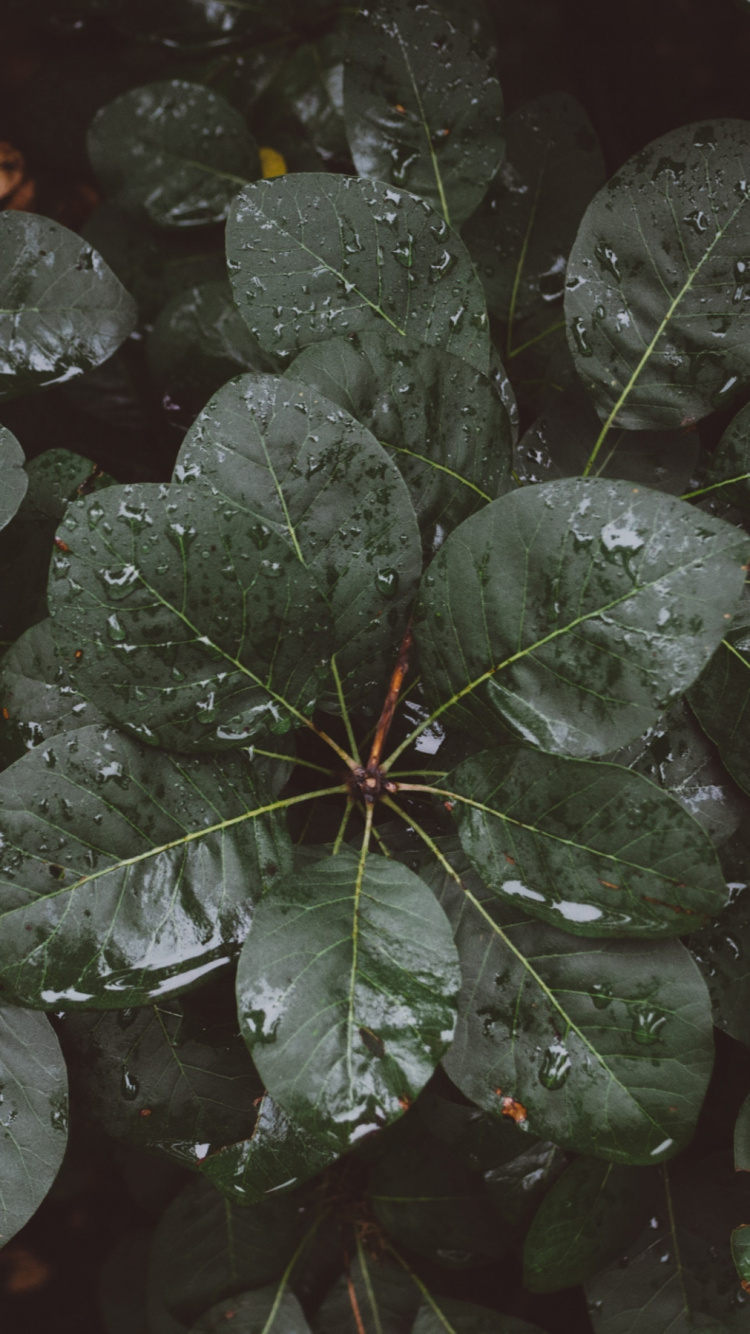 Green Leaves With Water Droplets. Wallpaper in 750x1334 Resolution