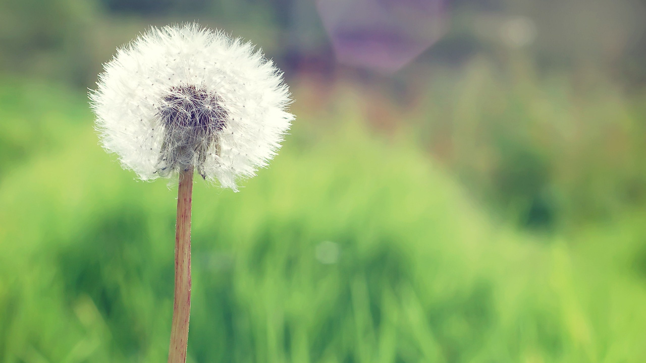White Dandelion in Close up Photography. Wallpaper in 1280x720 Resolution