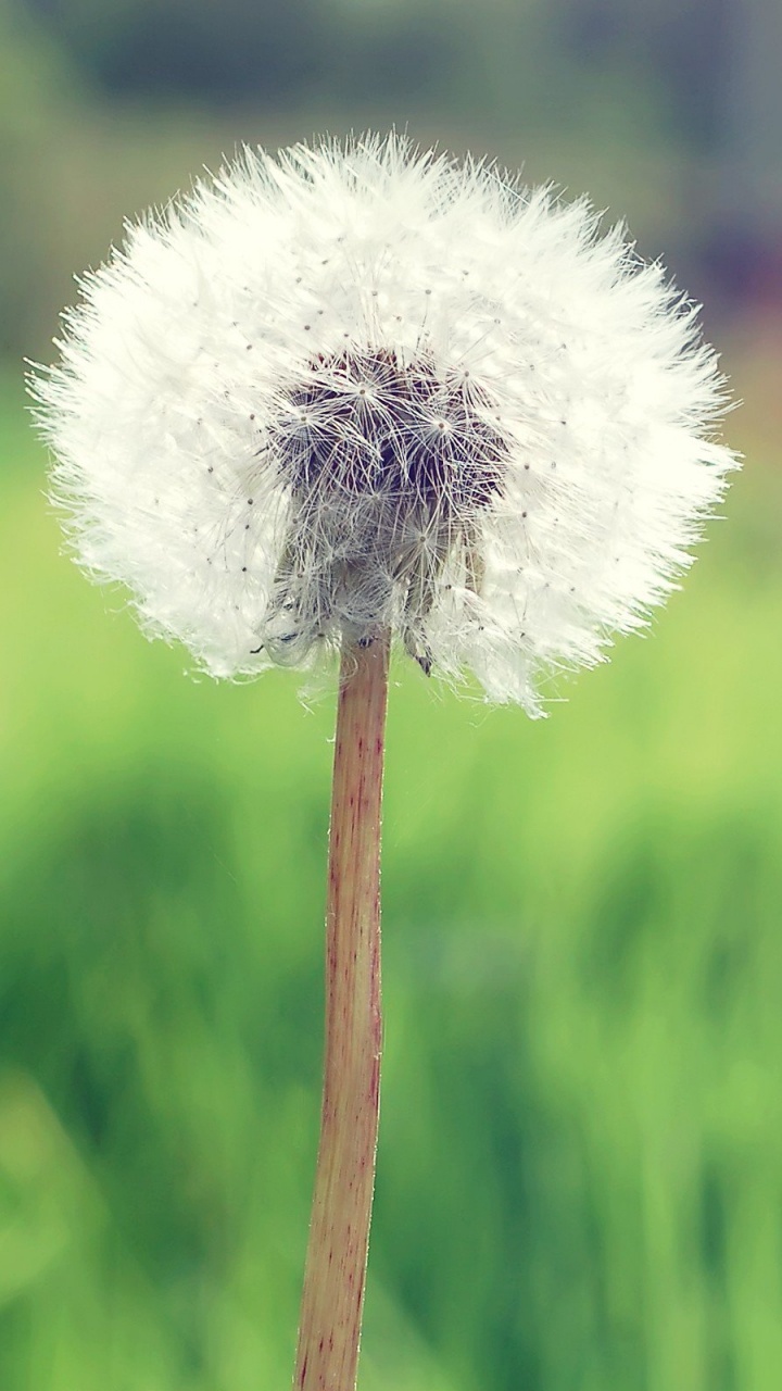 White Dandelion in Close up Photography. Wallpaper in 720x1280 Resolution