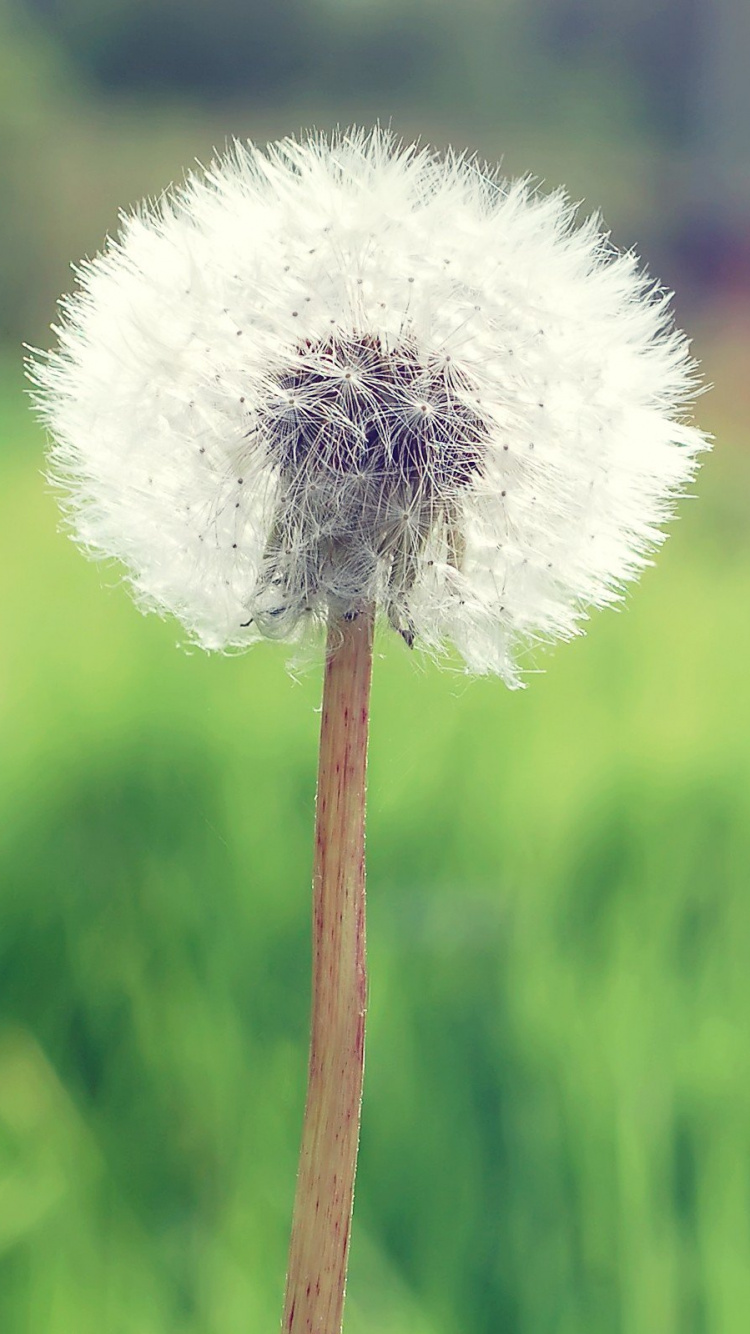 White Dandelion in Close up Photography. Wallpaper in 750x1334 Resolution