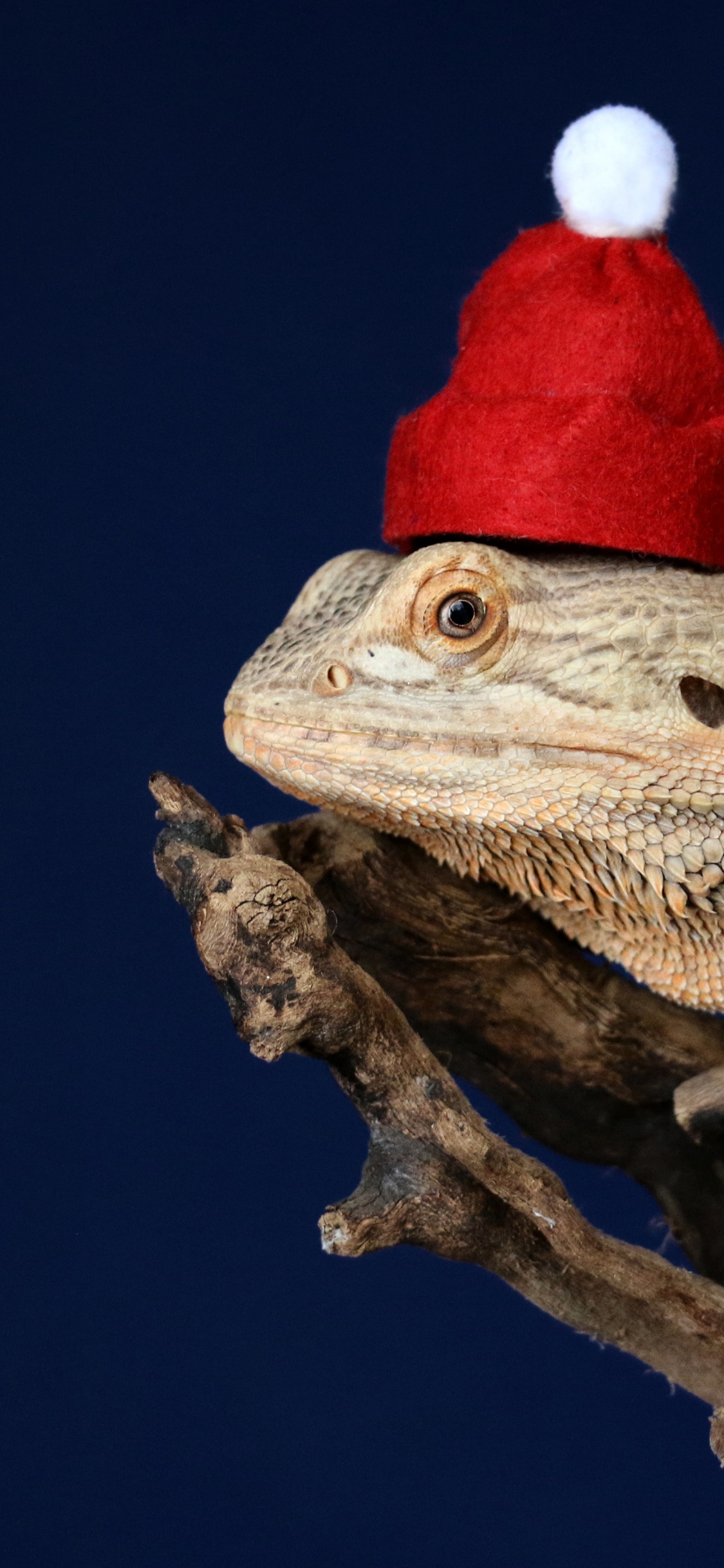 Lagarto Marrón y Blanco en la Rama de un Árbol Marrón. Wallpaper in 1125x2436 Resolution