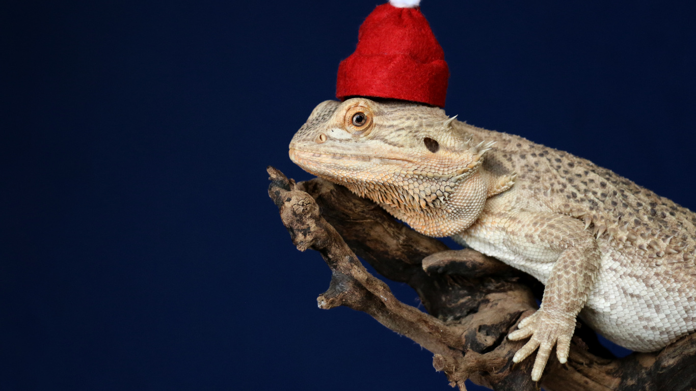 Lagarto Marrón y Blanco en la Rama de un Árbol Marrón. Wallpaper in 1366x768 Resolution