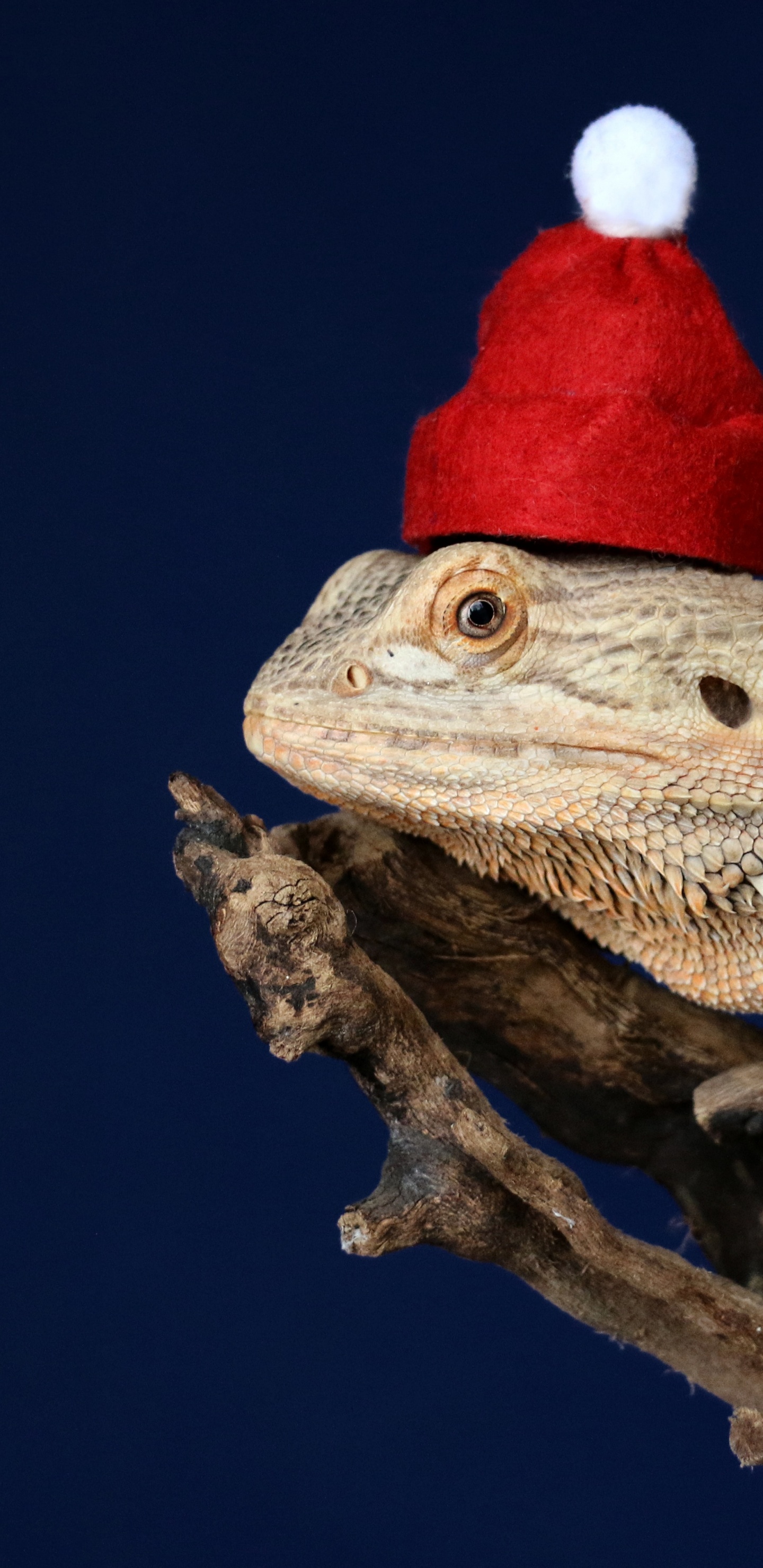 Lézard Marron et Blanc Sur Une Branche D'arbre Marron. Wallpaper in 1440x2960 Resolution
