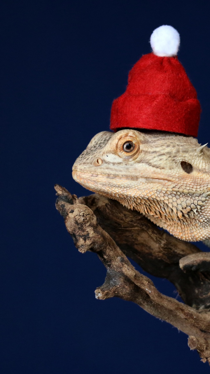 Lézard Marron et Blanc Sur Une Branche D'arbre Marron. Wallpaper in 720x1280 Resolution