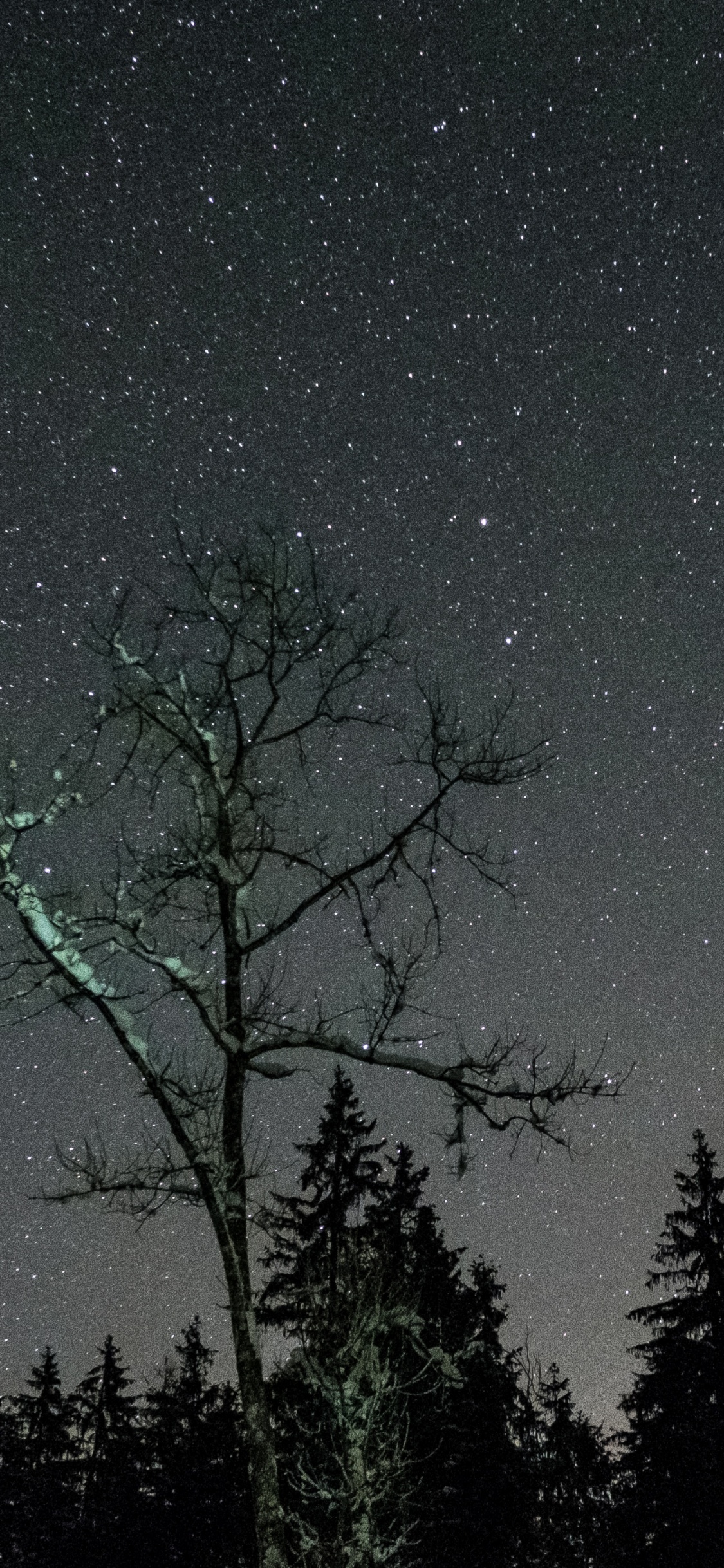 Silhouette D'arbres Sous la Nuit Étoilée. Wallpaper in 1125x2436 Resolution