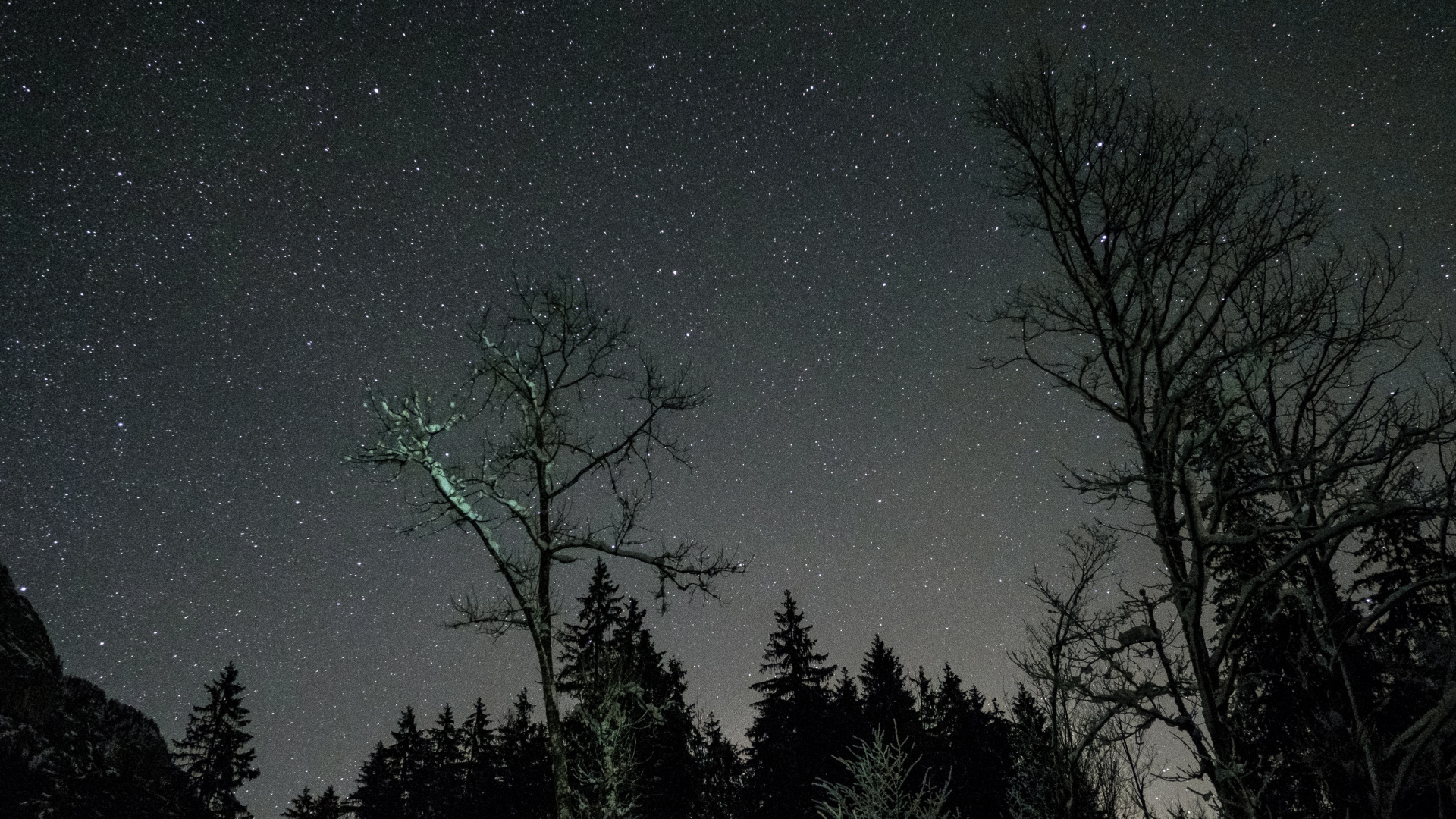 Silhouette D'arbres Sous la Nuit Étoilée. Wallpaper in 1920x1080 Resolution