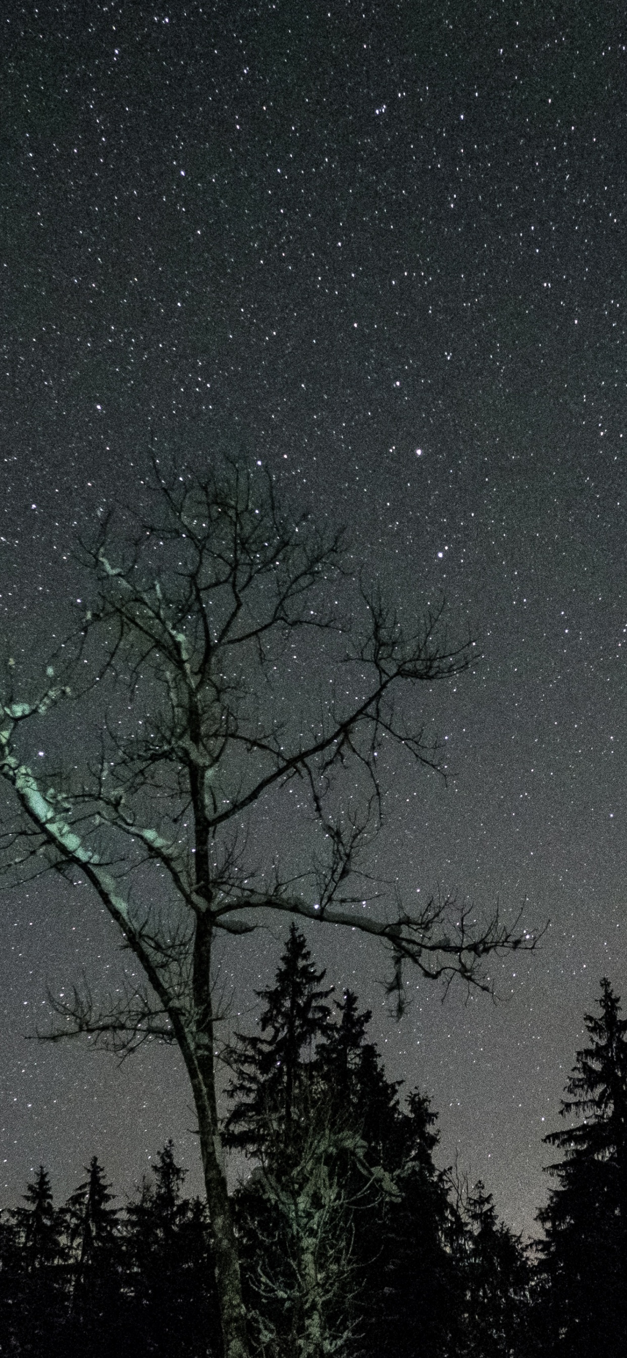Silhouette of Trees Under Starry Night. Wallpaper in 1242x2688 Resolution