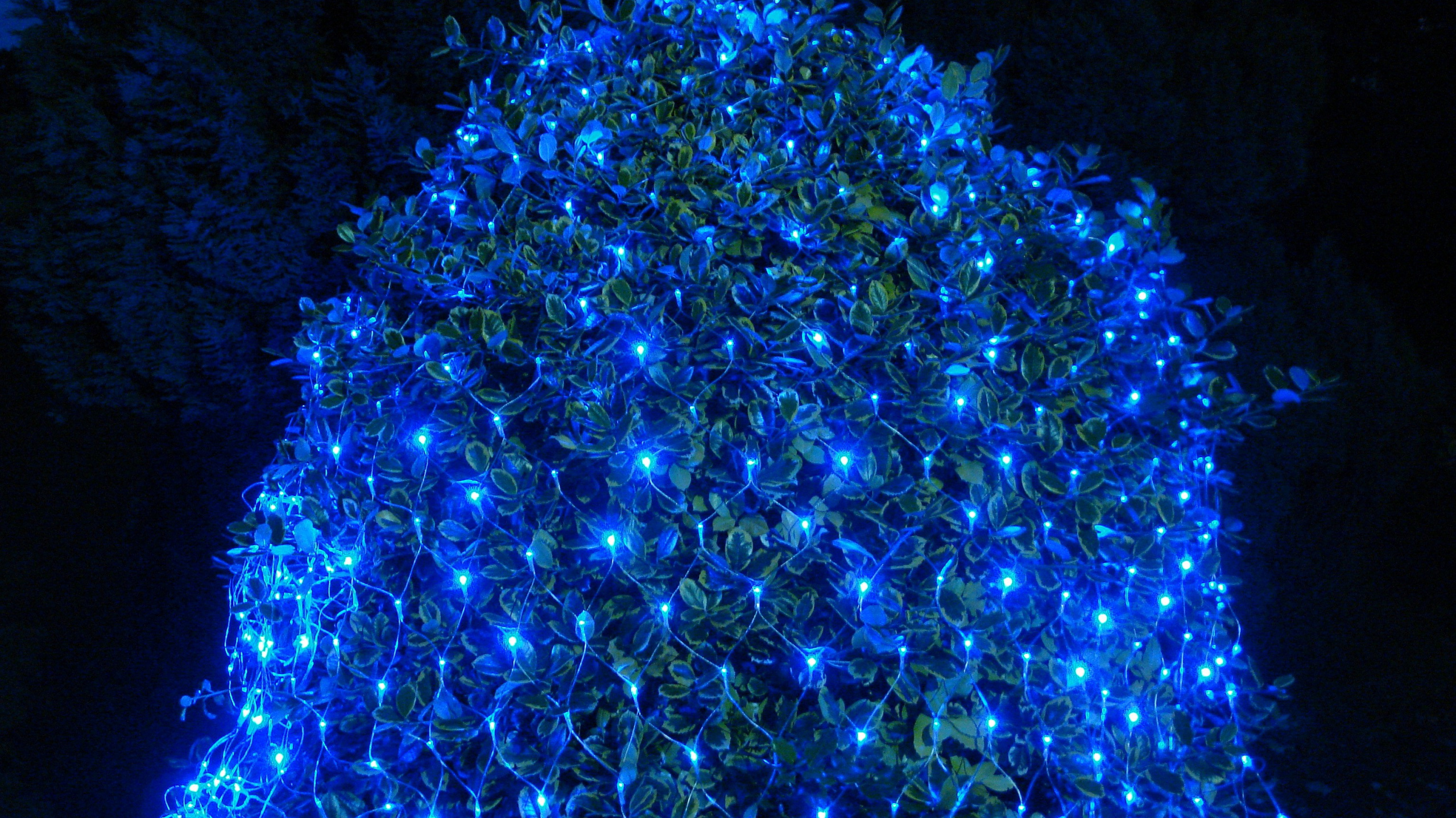 Led-Lampe, Weihnachtsbeleuchtung, Nachtlicht, Licht, Blau. Wallpaper in 2560x1440 Resolution