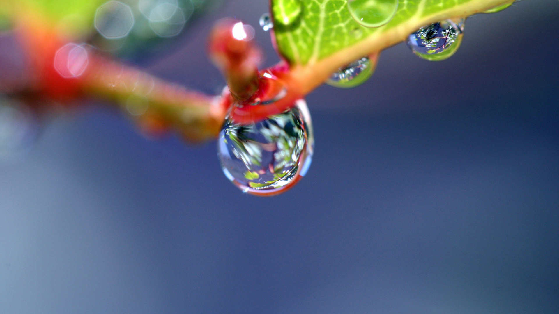 Wassertau Auf Grünem Blatt. Wallpaper in 1920x1080 Resolution