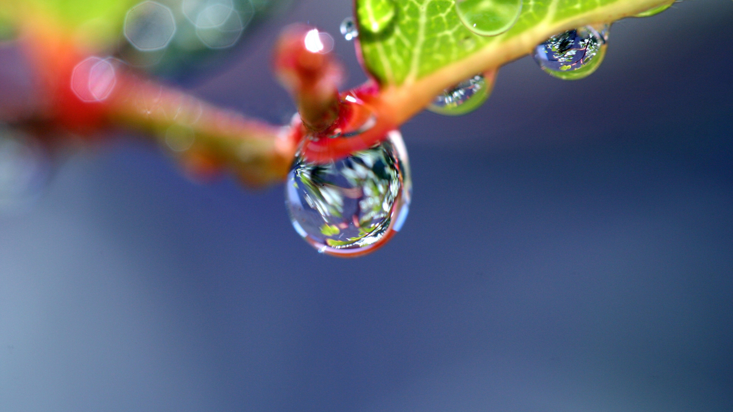 Water Dew on Green Leaf. Wallpaper in 2560x1440 Resolution