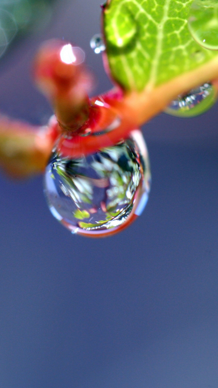 Water Dew on Green Leaf. Wallpaper in 750x1334 Resolution