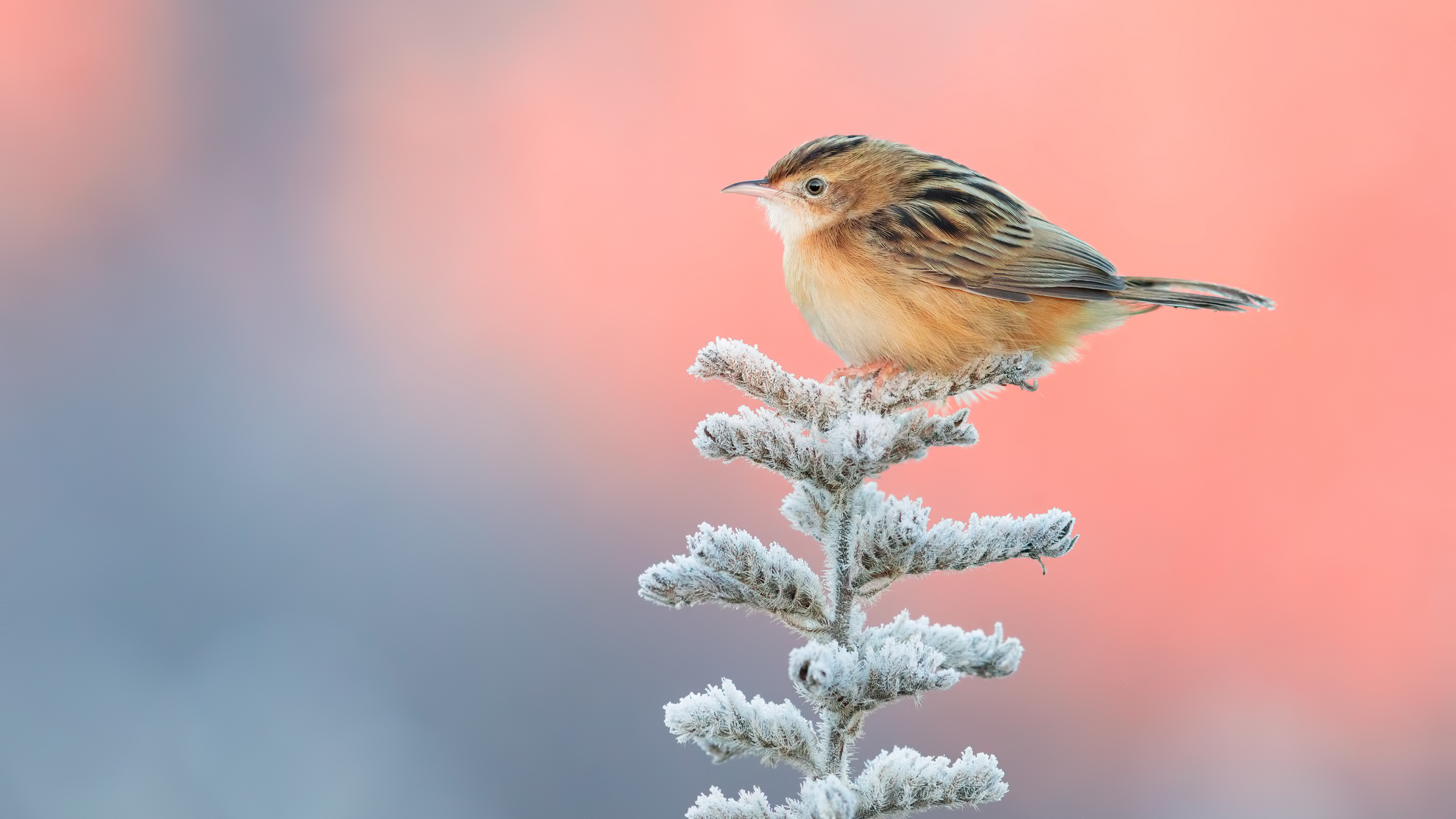 Oiseau Brun et Blanc Sur Une Branche D'arbre Blanc. Wallpaper in 2560x1440 Resolution