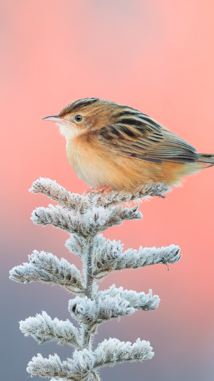 常见的头燕雀, 鸟, Emberizidae, 野生动物, 芬奇 壁纸 750x1334 允许