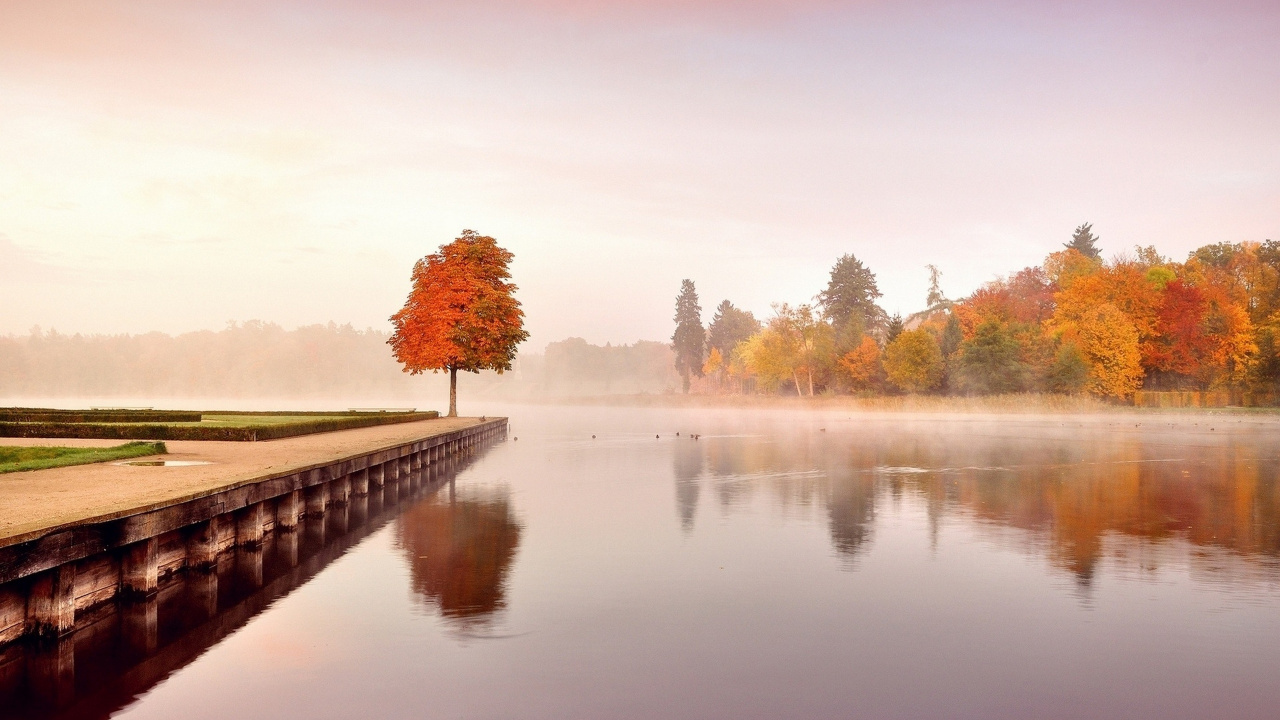 Brown Trees Near Body of Water During Daytime. Wallpaper in 1280x720 Resolution