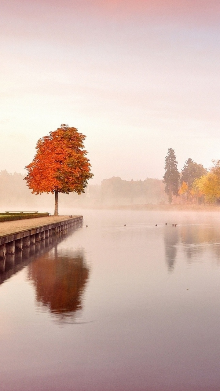 Brown Trees Near Body of Water During Daytime. Wallpaper in 720x1280 Resolution