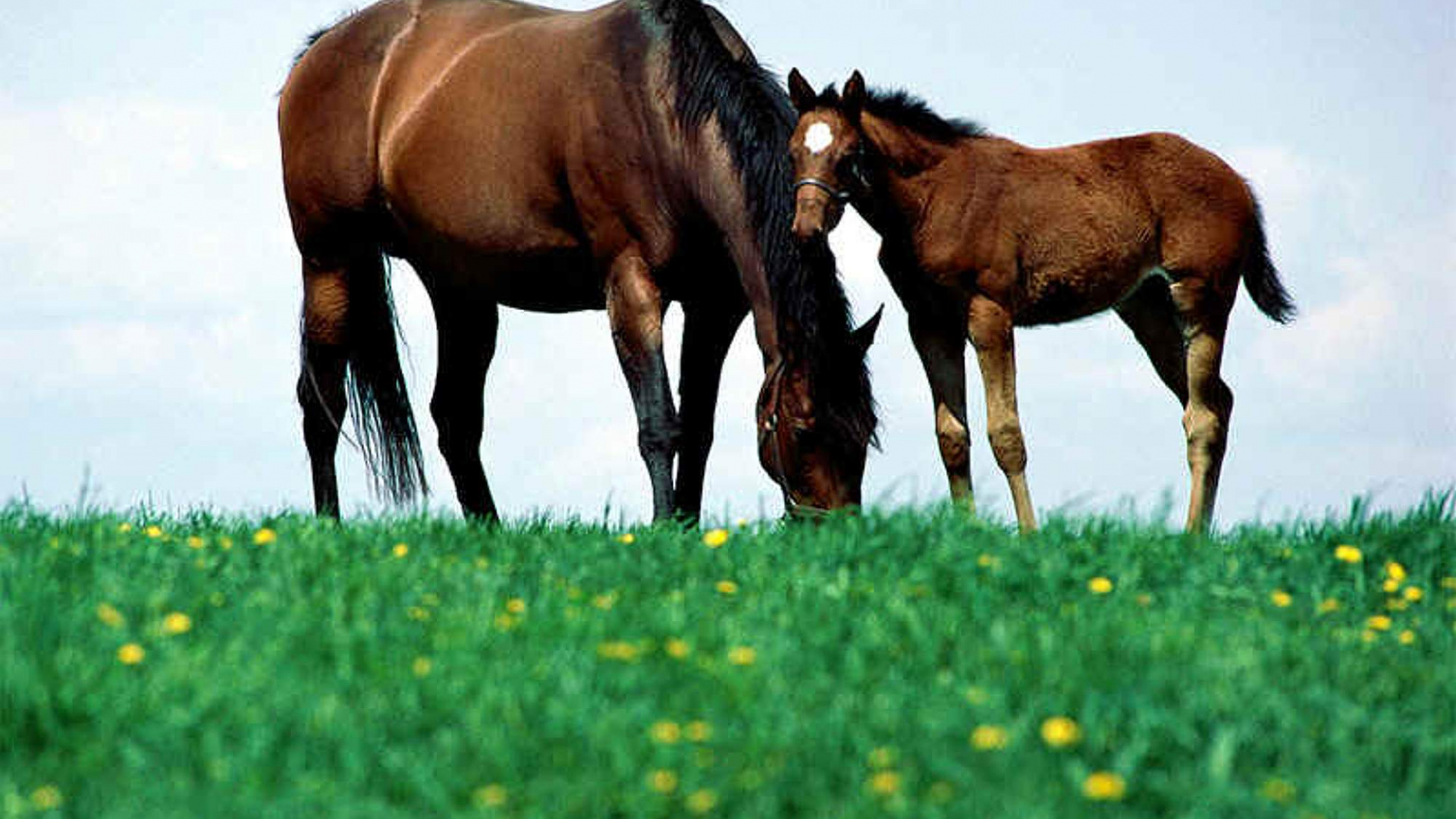 Brown Horse on Green Grass Field During Daytime. Wallpaper in 1920x1080 Resolution
