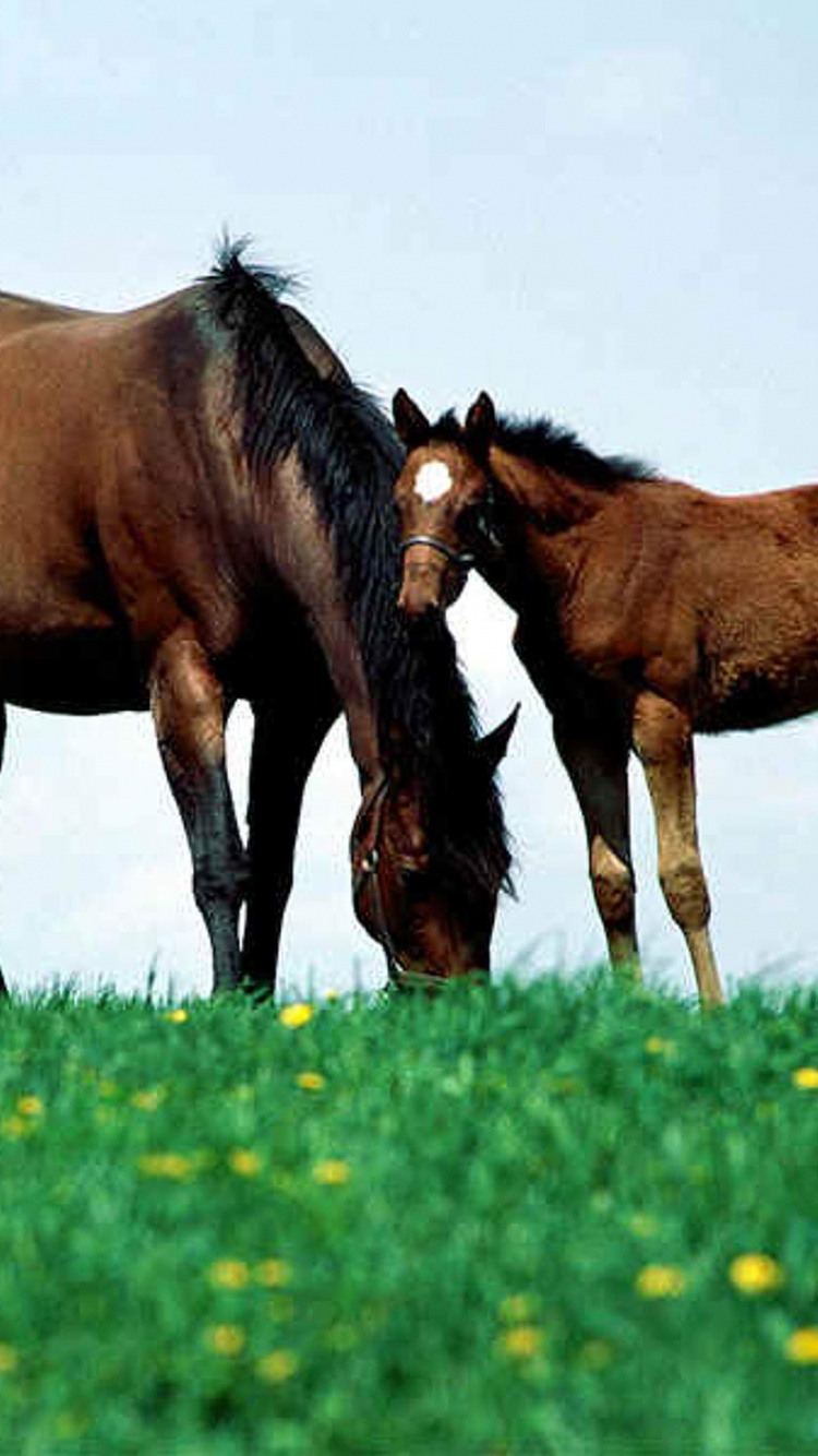 Brown Horse on Green Grass Field During Daytime. Wallpaper in 750x1334 Resolution