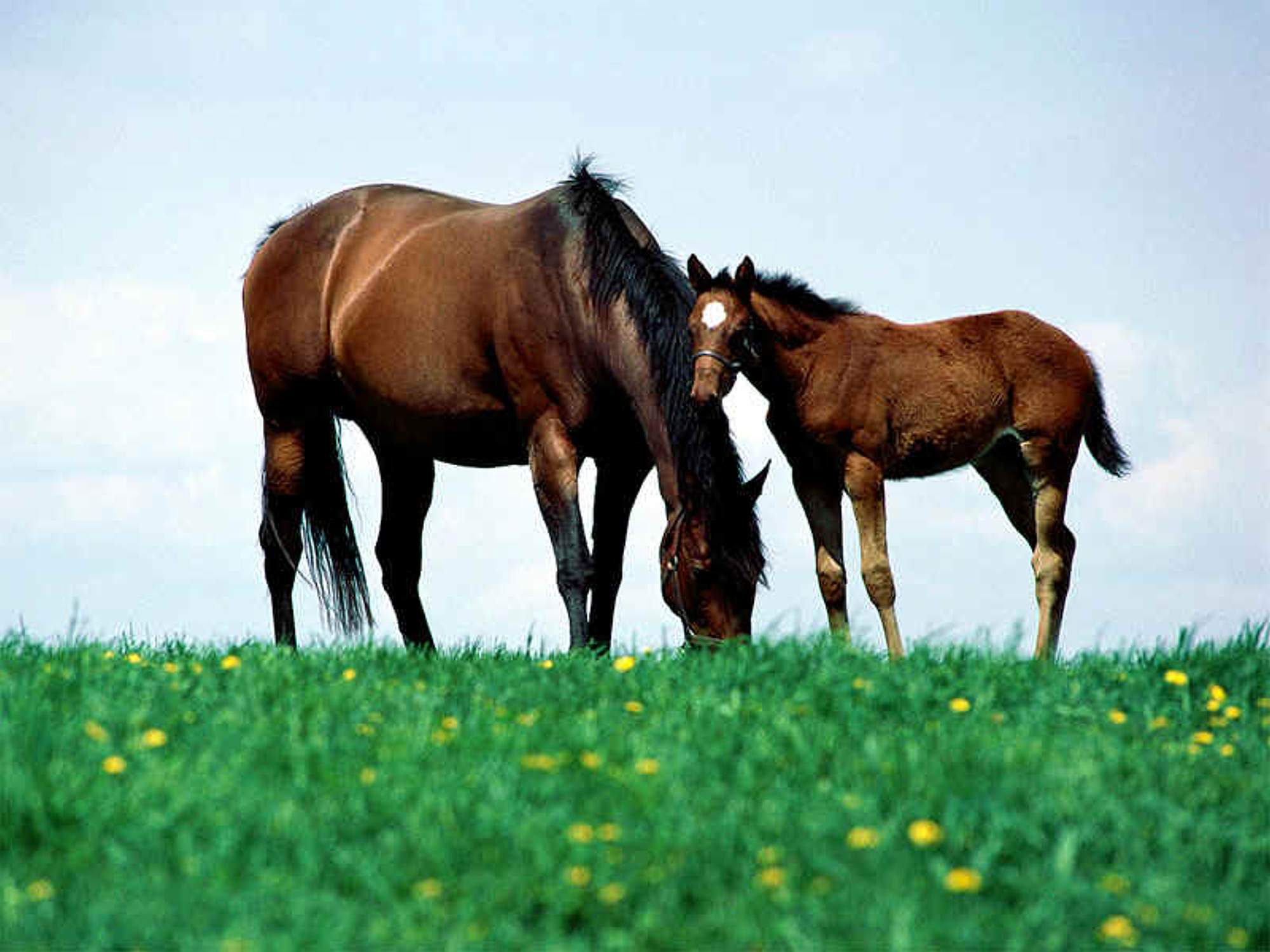 Mare 放牧 野马马 马 黑色的高清壁纸 动物图片 桌面背景和图片