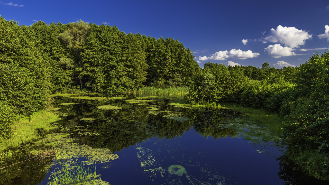 Green Trees Beside River Under Blue Sky During Daytime. Wallpaper in 1280x720 Resolution