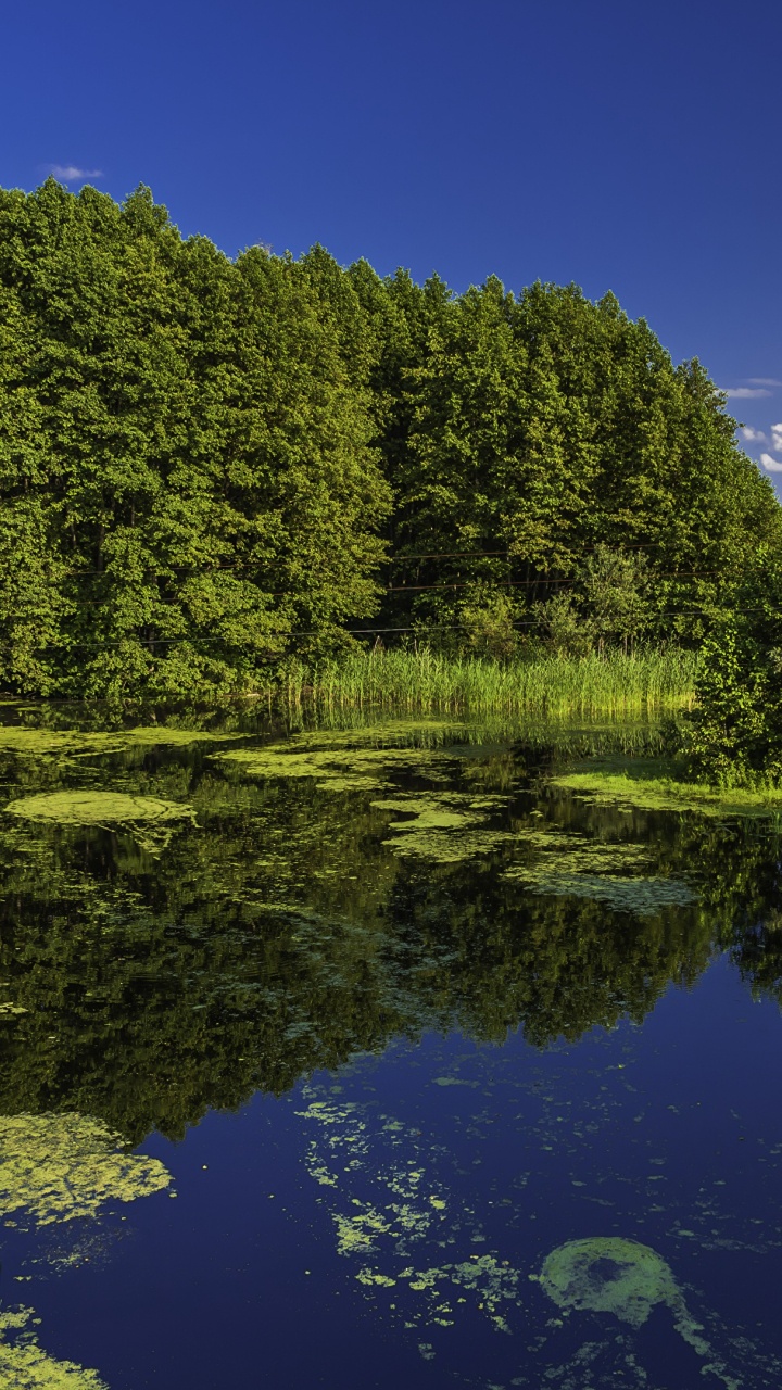 Grüne Bäume Neben Dem Fluss Unter Blauem Himmel Tagsüber. Wallpaper in 720x1280 Resolution