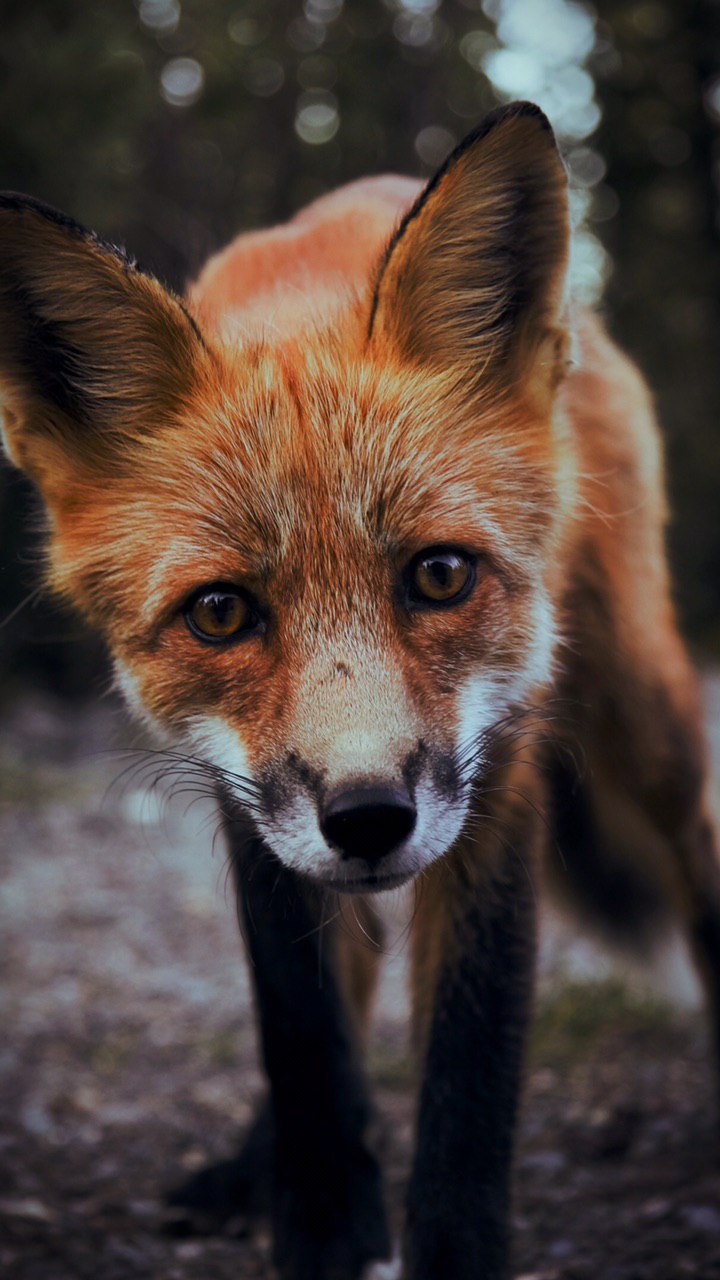 Fuchs, Fuchsgesicht, Rotfuchs, Arctic Fox, Grauer Fuchs. Wallpaper in 720x1280 Resolution