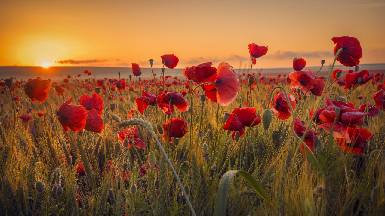 Champ de Fleurs Rouges au Coucher du Soleil. Wallpaper in 1280x720 Resolution