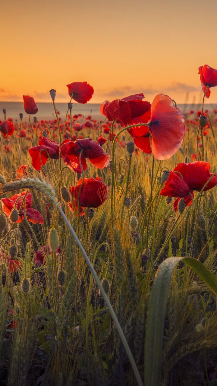 Red Flower Field During Sunset. Wallpaper in 720x1280 Resolution