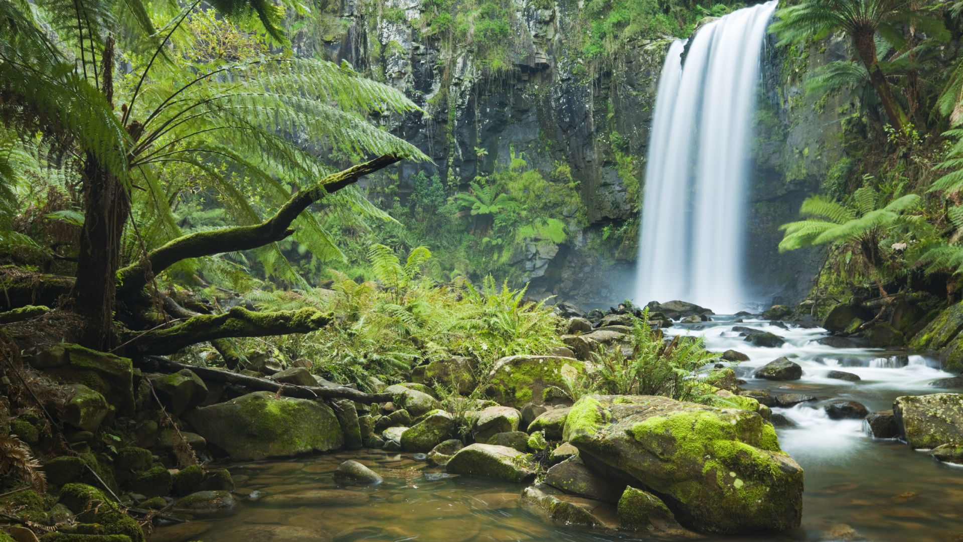 Green Moss on Brown Tree Branch Near Waterfalls During Daytime. Wallpaper in 1920x1080 Resolution