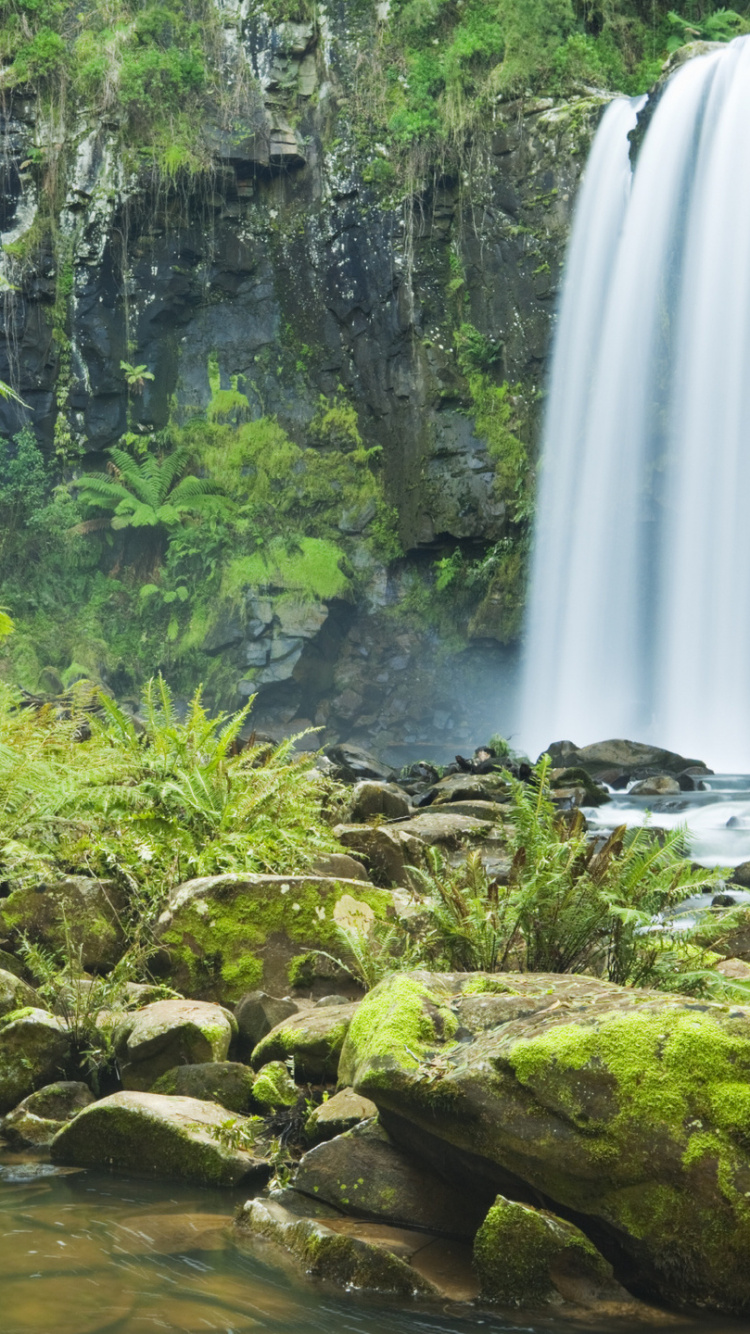 Green Moss on Brown Tree Branch Near Waterfalls During Daytime. Wallpaper in 750x1334 Resolution