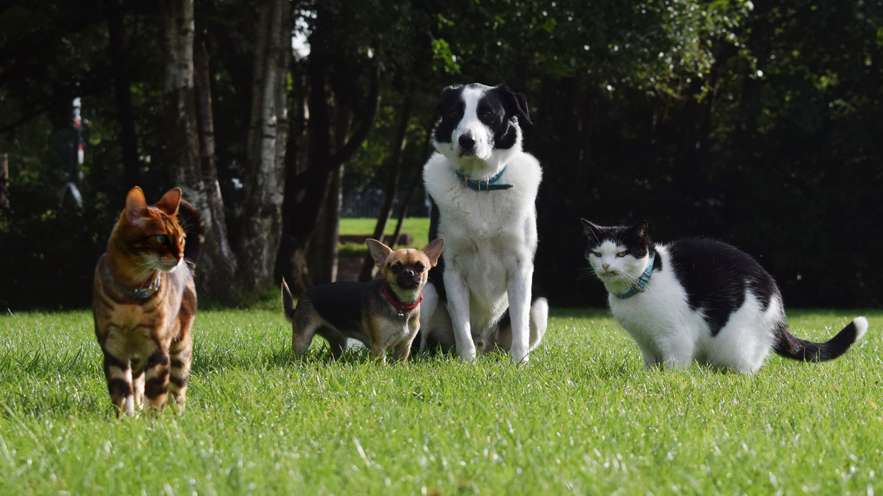 Border Collie Blanco y Negro y Perro Mediano de Pelaje Corto Marrón y Blanco Sobre Hierba Verde. Wallpaper in 1280x720 Resolution
